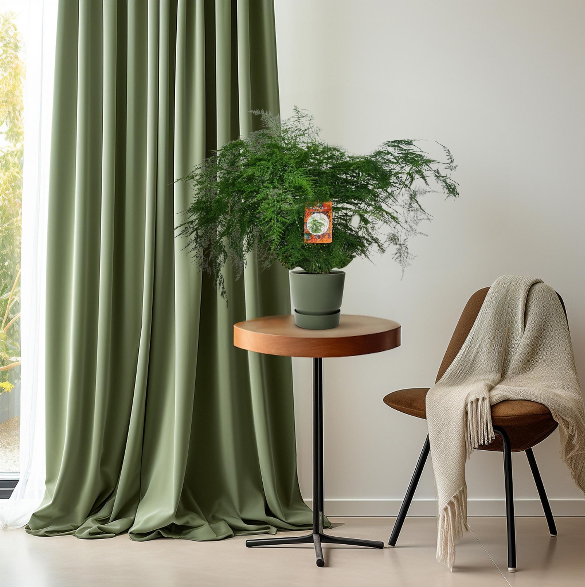 Spargel Setaceus - Ø27cm - ↕70cm