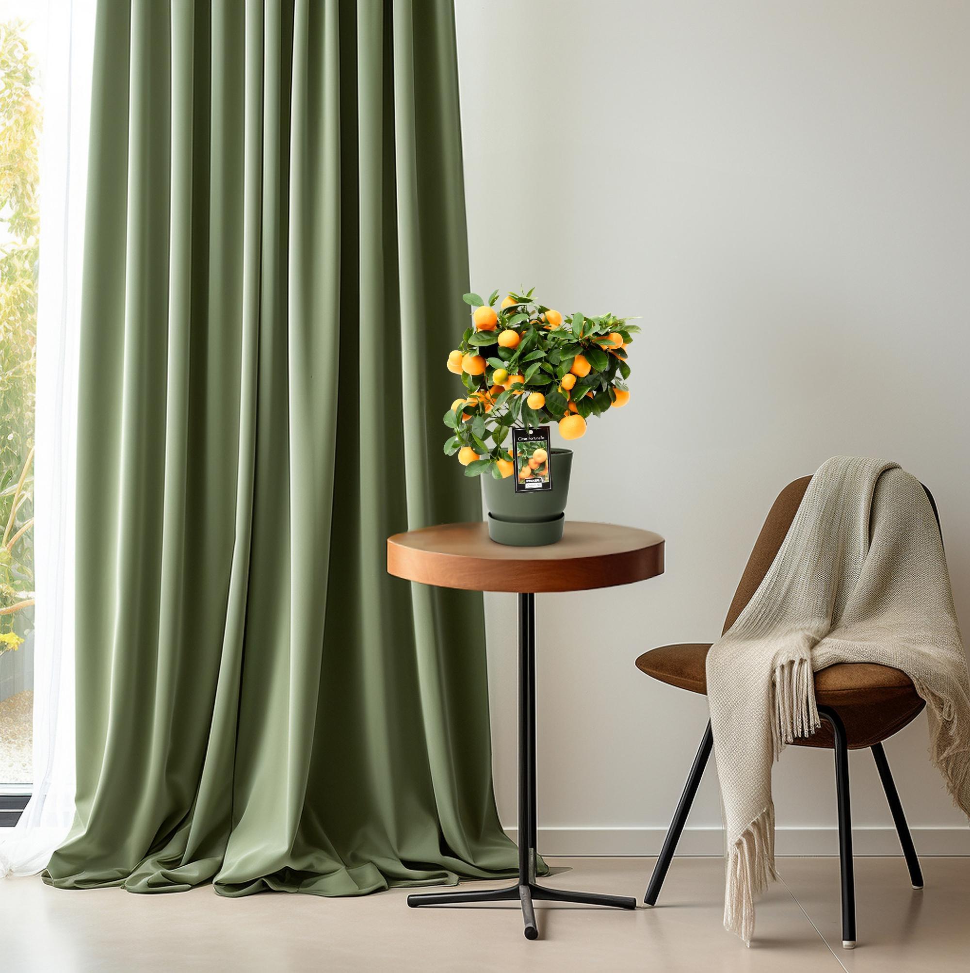 Zitrus-Calamondin - Ø15cm - ↕40cm