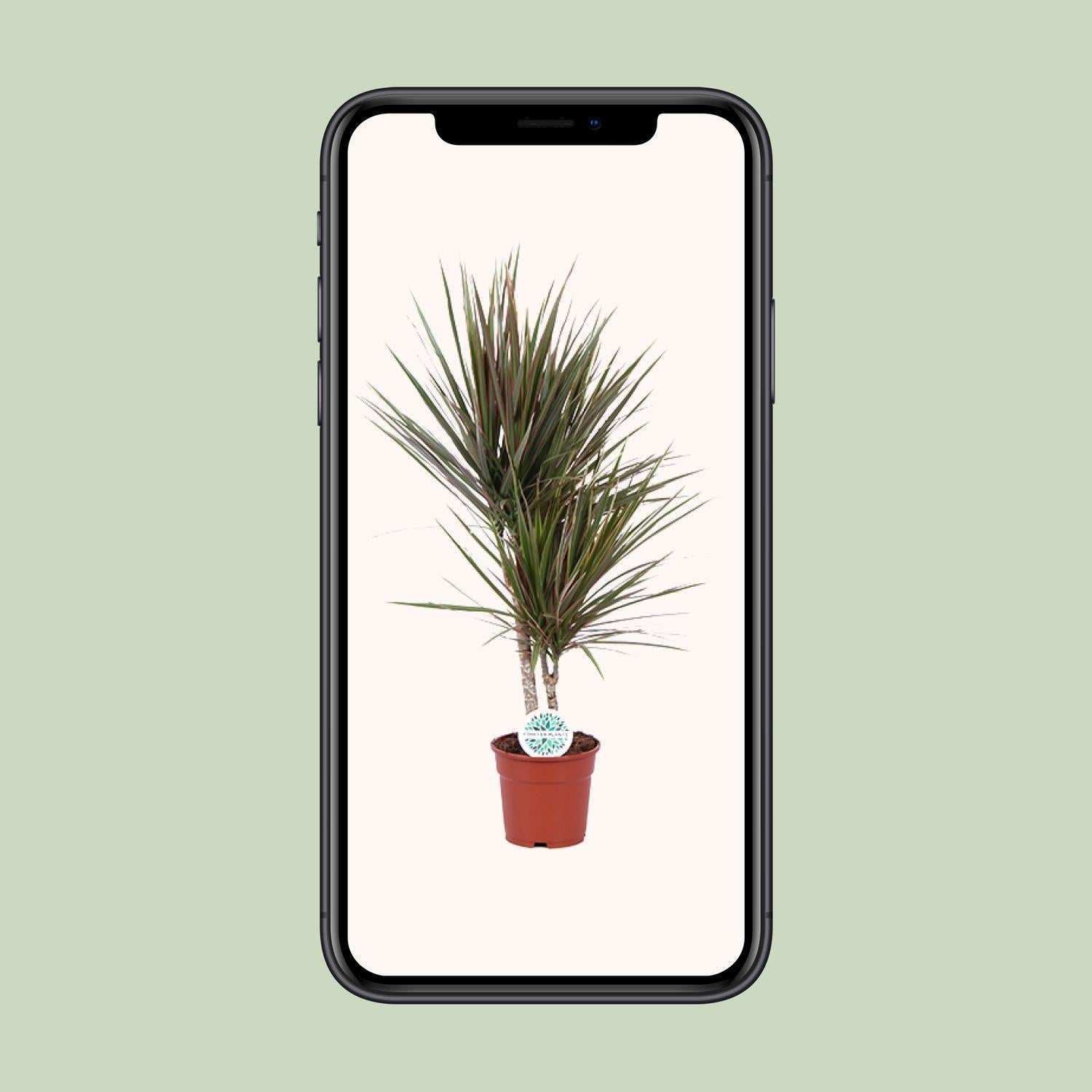 Dracaena Tweekleurig - Ø17cm - ↕75cm