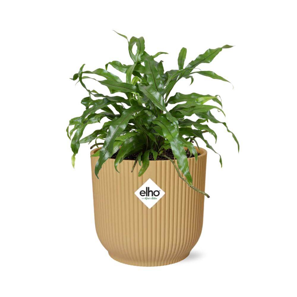 Houseplants in pot