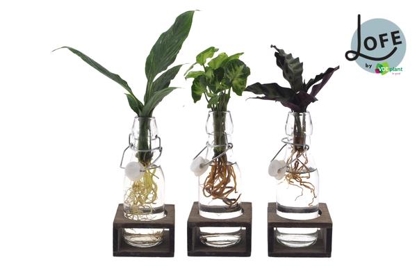 Intenz Mix in Ann Glas (witte dop) + Naturel Single – 3 Stück – Ø7cm – ↕25cm