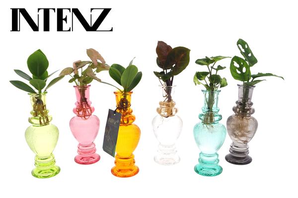 Kamerplanten Mix in Venetië Glas - 6 stuks - Ø7cm - ↕20cm