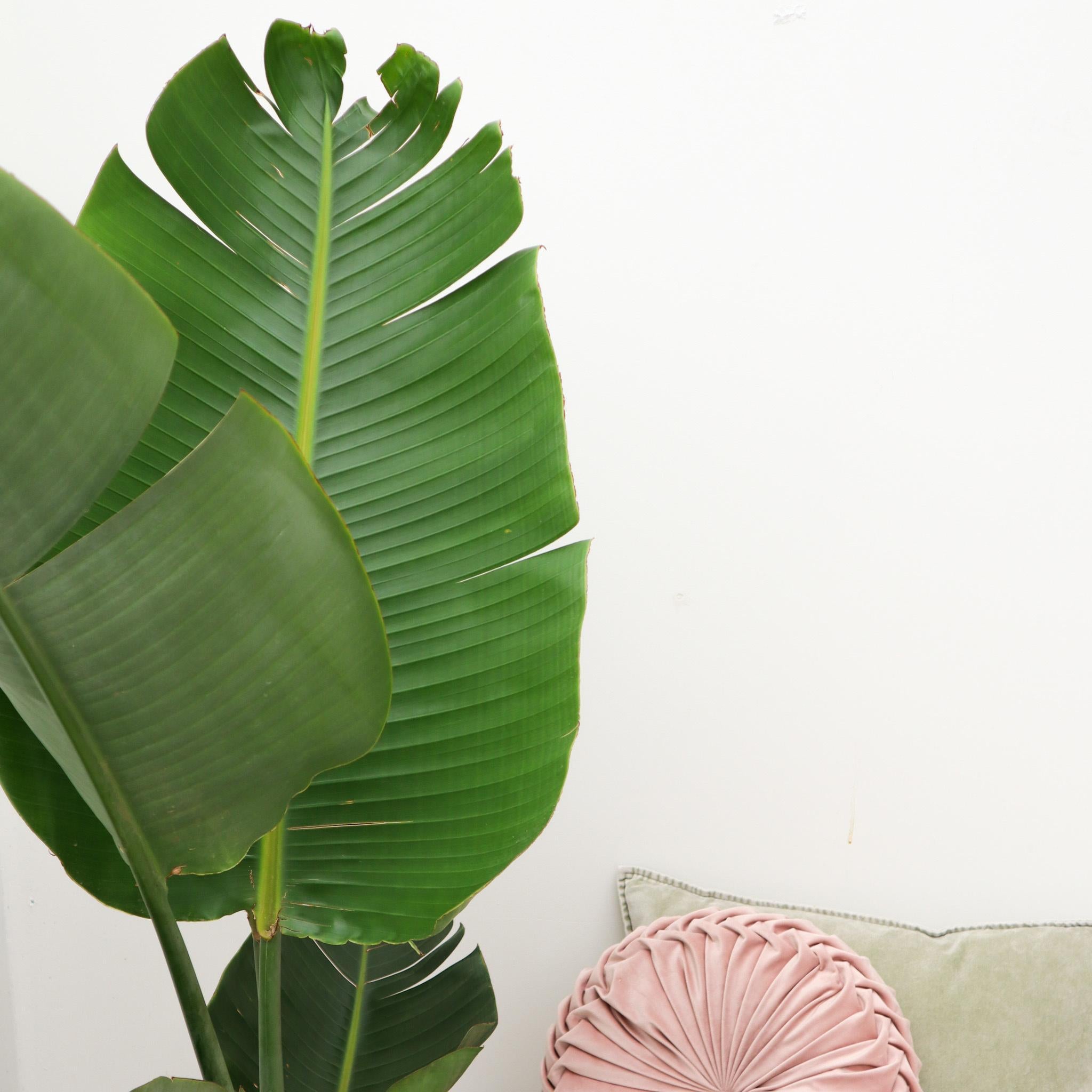 Strelitzia Augusta - 180cm - ?30