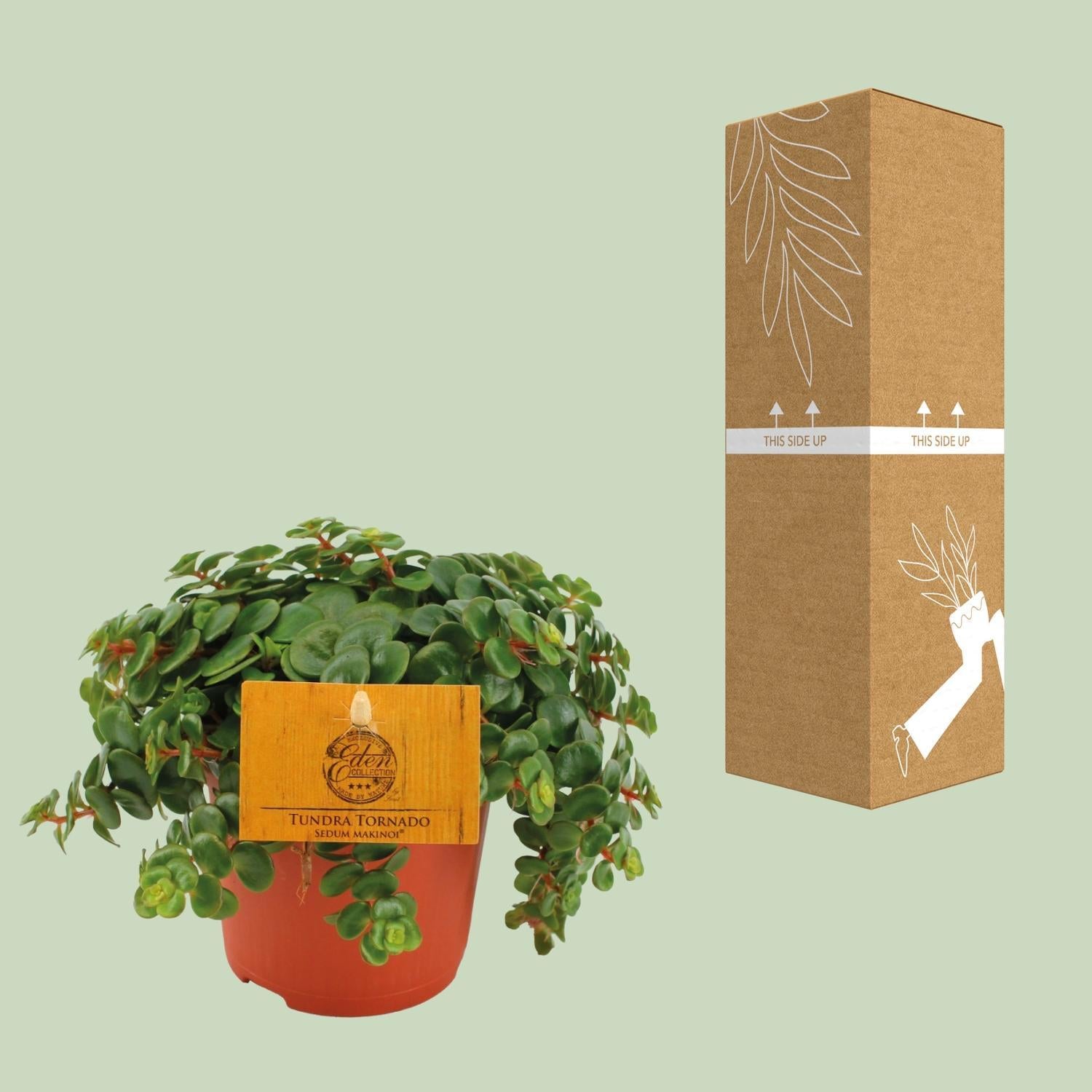 Vetkruid Tornado - Ø11cm - ↕15cm