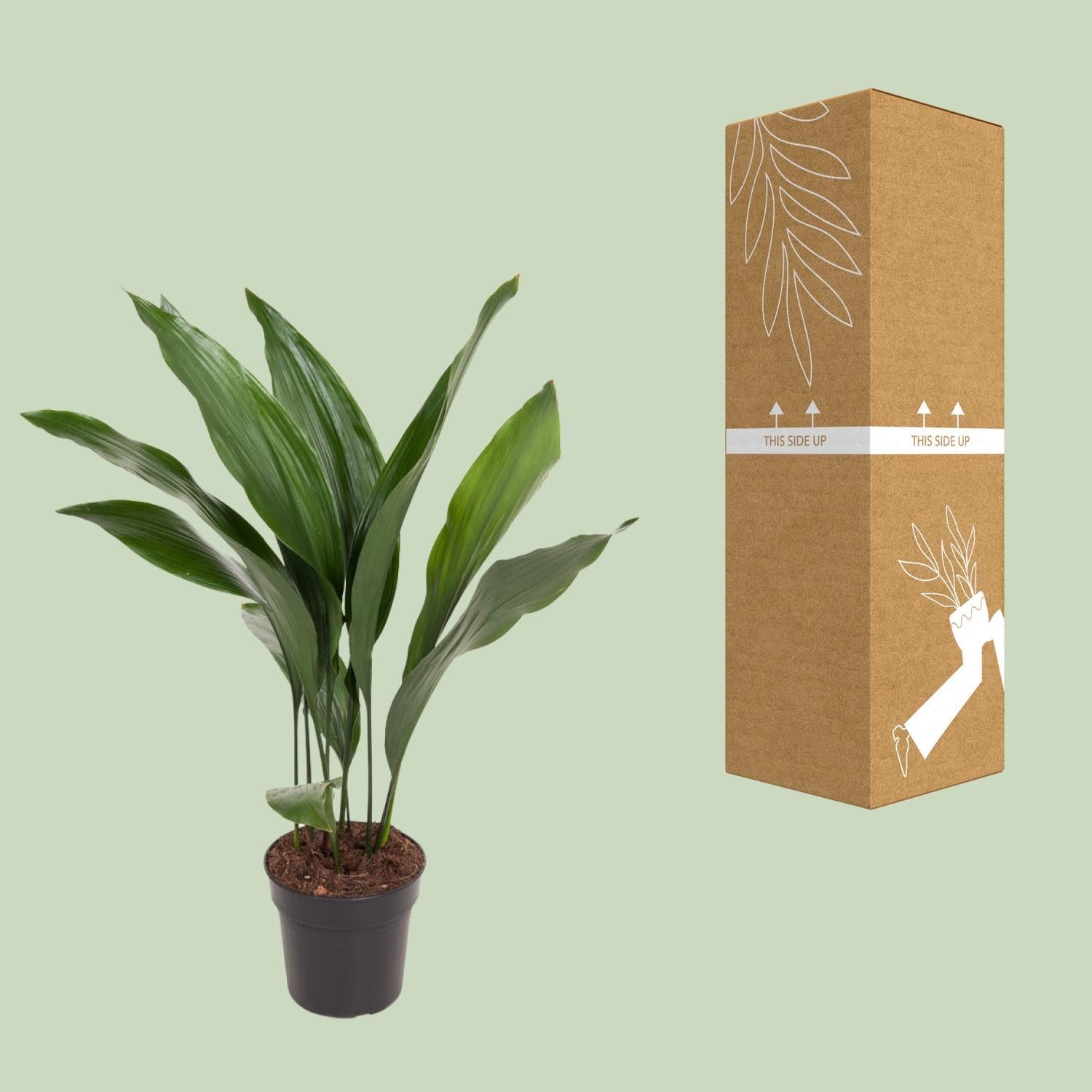 Aspidistra Elatior - Ø17cm - ↕70cm
