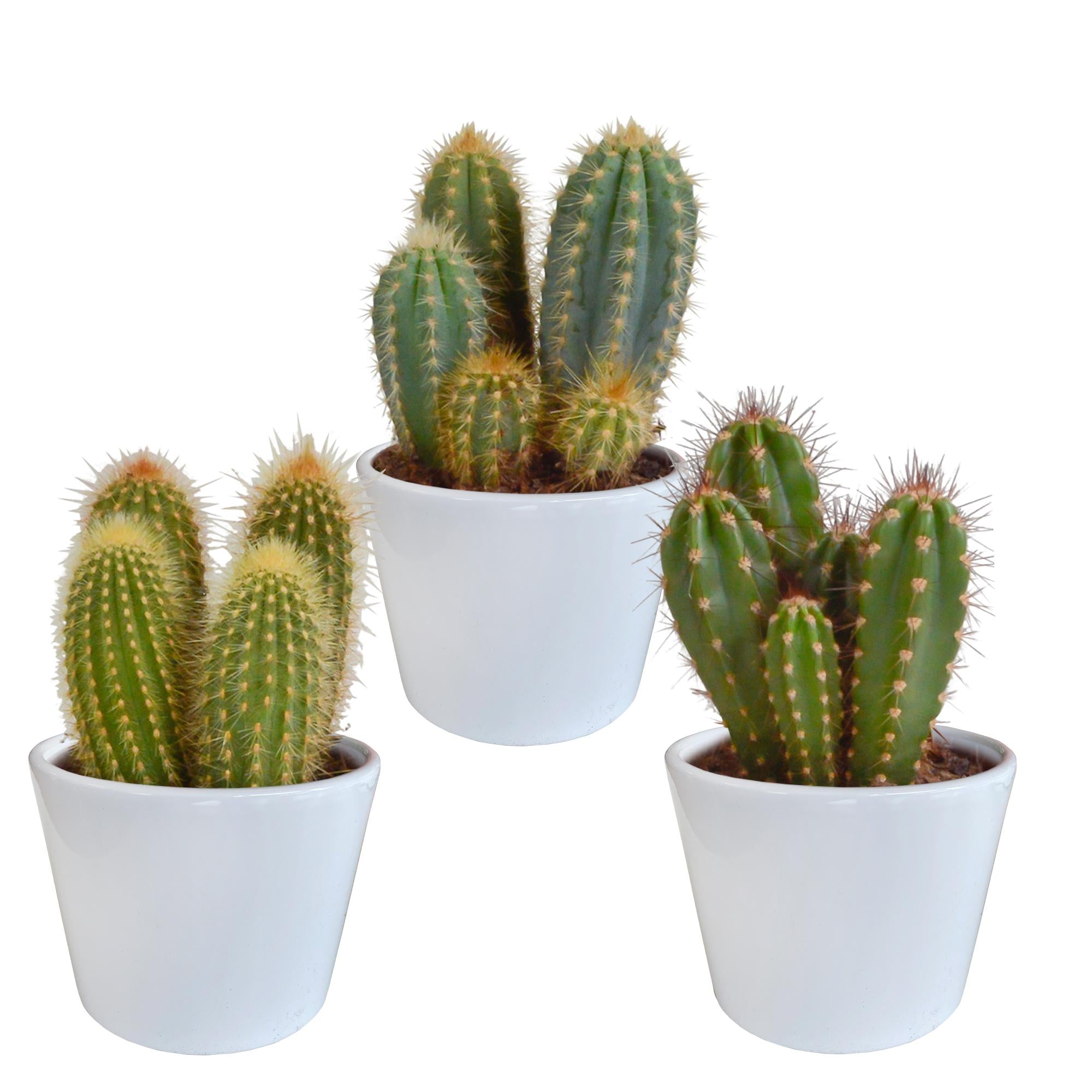 Cereus mix 10,5cm - 3x - in witte pot