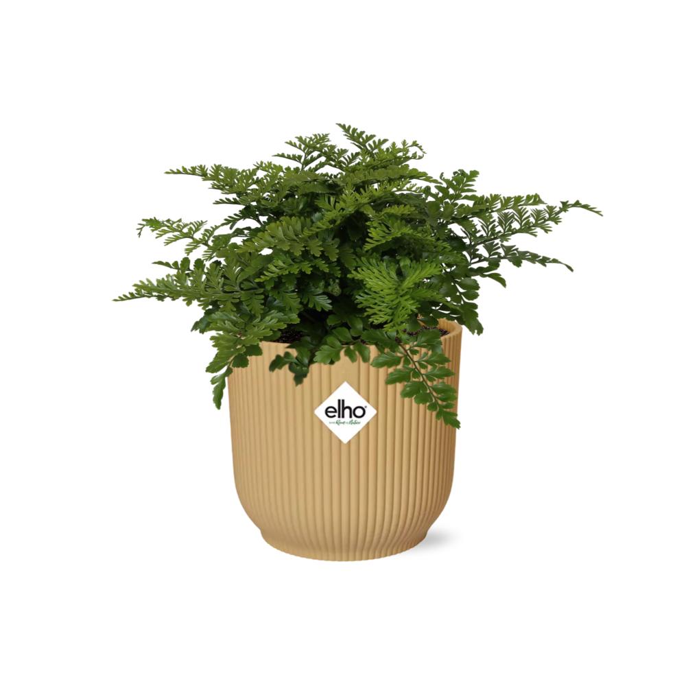 Asplenium Parvati in ELHO Vibes Fold 14cm gelb