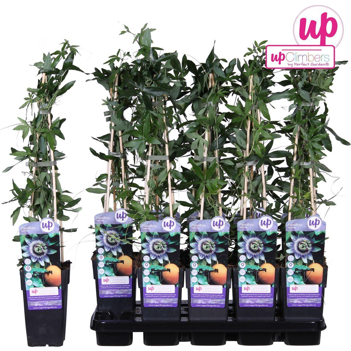 Passiflora caerulea - Passiebloem Blauw