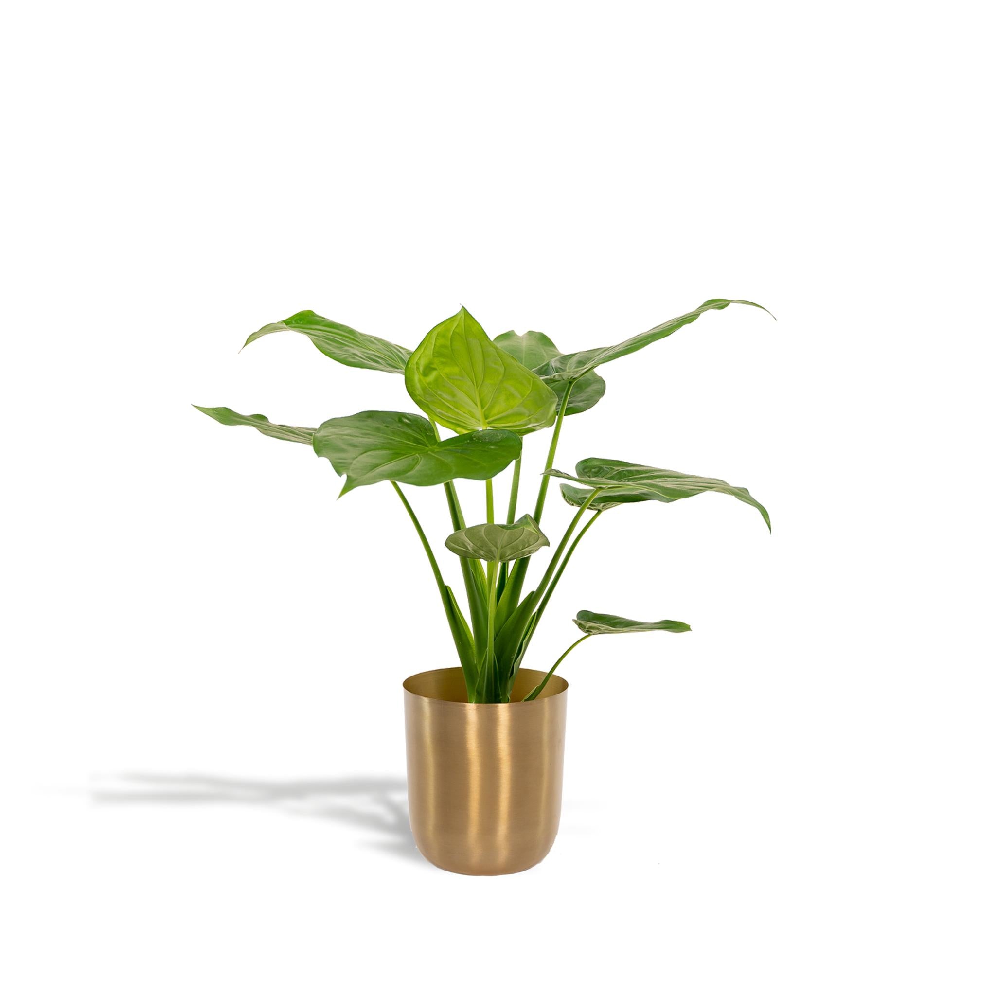 Alocasia Cucullata - Ø19cm - ↕65cm + Pot Mayk Goud