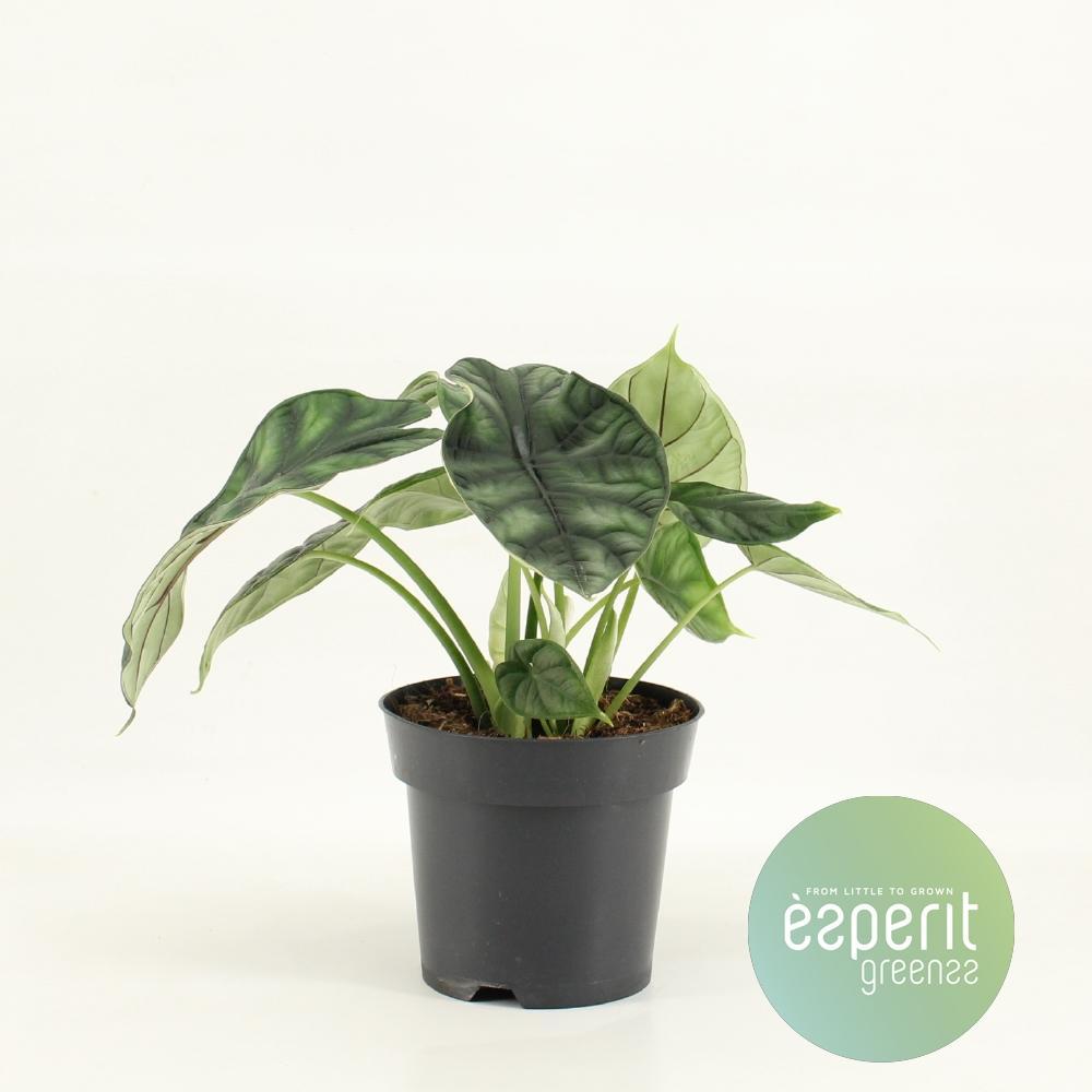 Alocasia Drakenschub - Ø14cm - ↕25cm