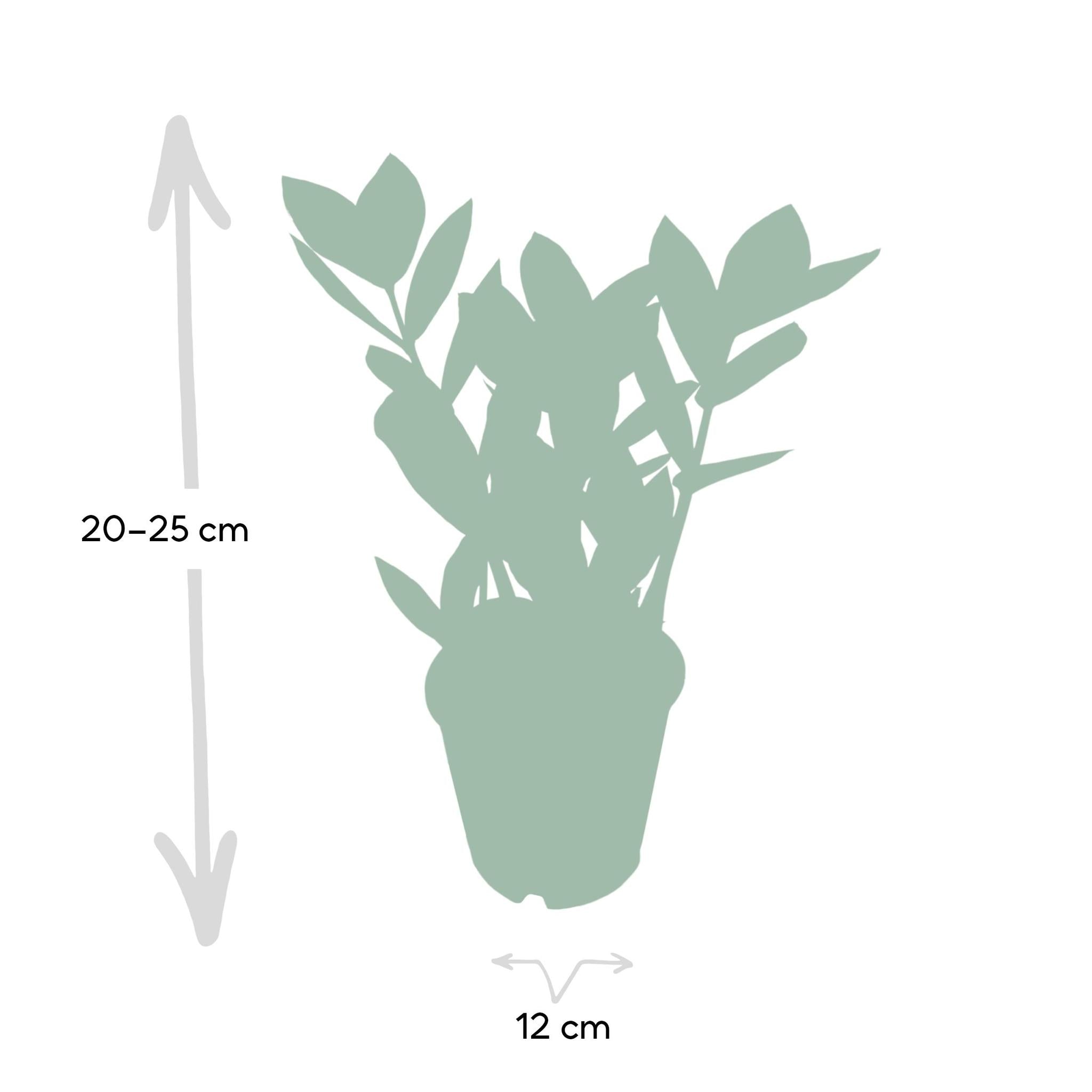 Zamioculcas - Ø12cm - ↕35cm