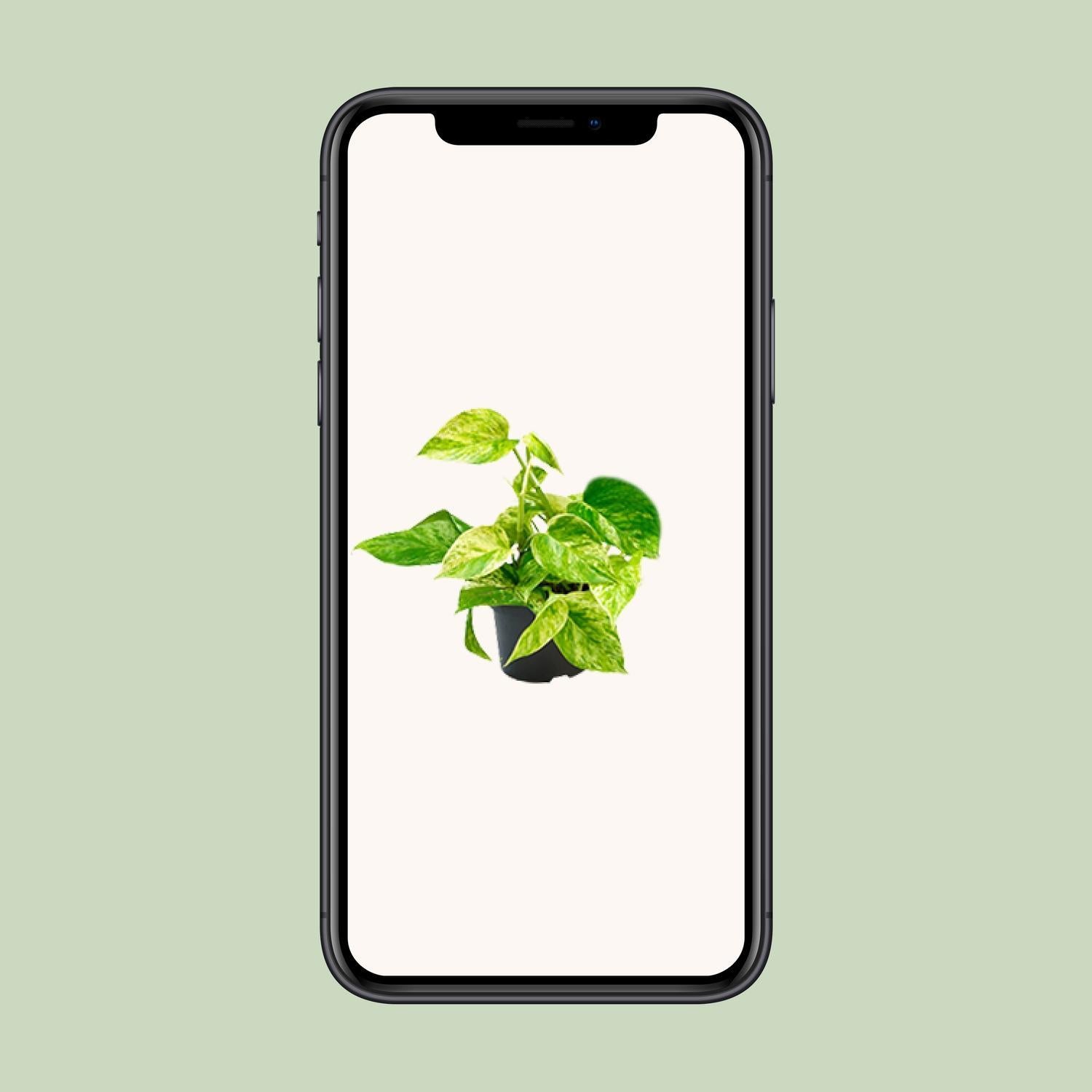 Epipremnum Marble Queen - Ø12 - ?15cm