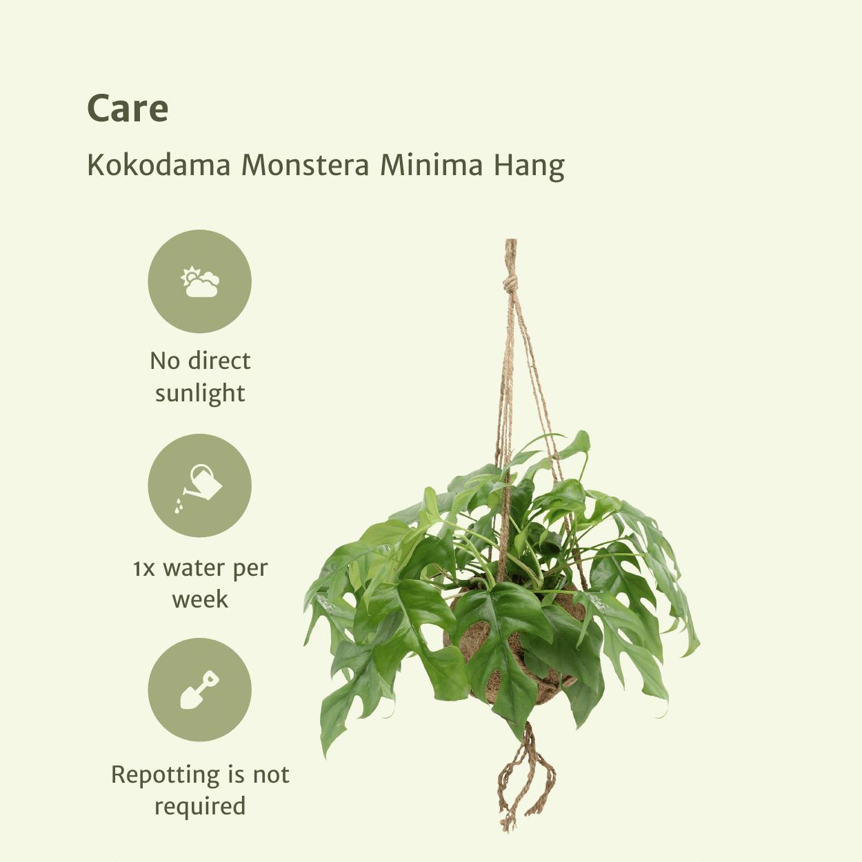 Kokodama Monstera Minima Hang (Gartenpflanze) – 2 Stück – Ø15 cm – ↕25 cm