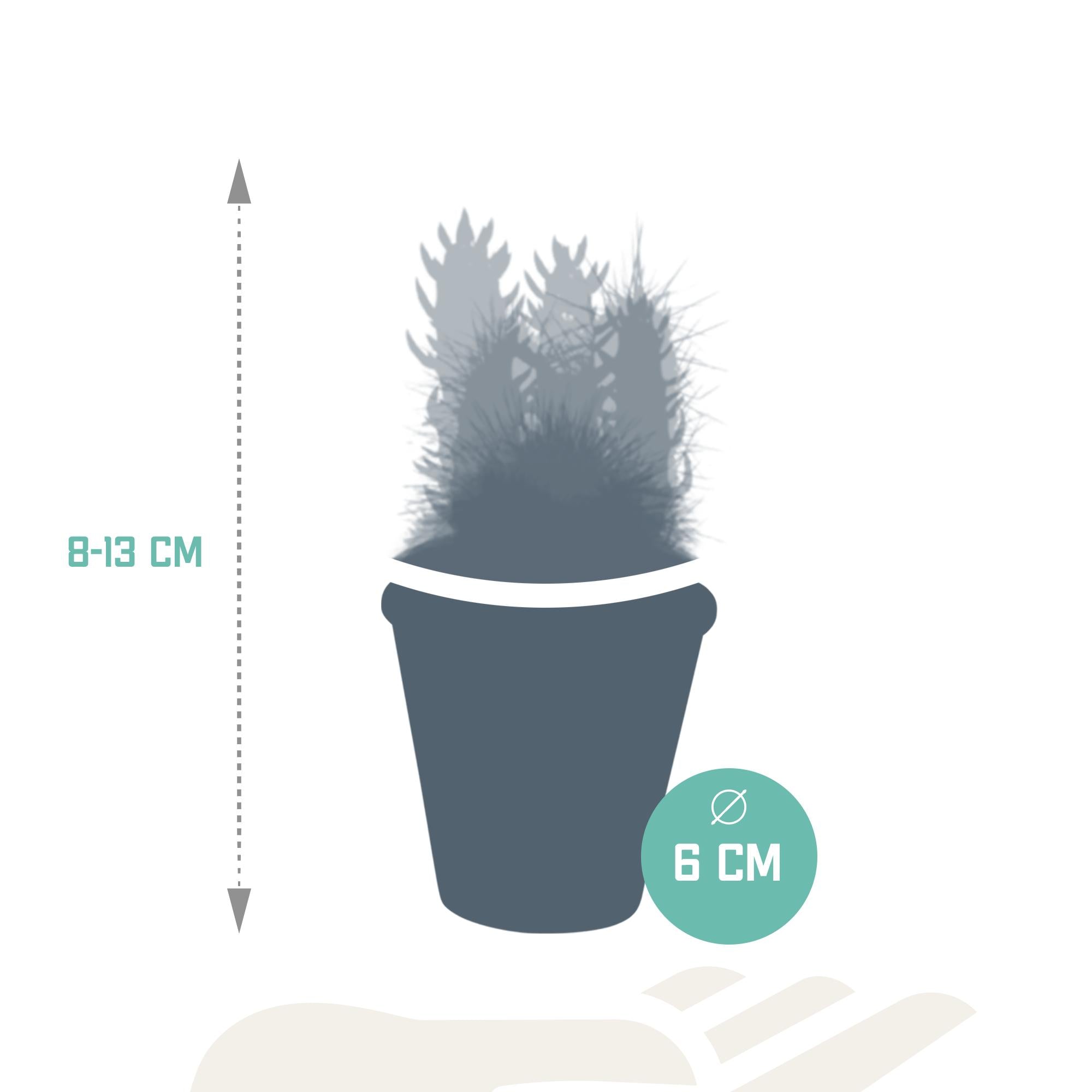 Cactusmix 5,5 cm - 5x - in terracotta pot