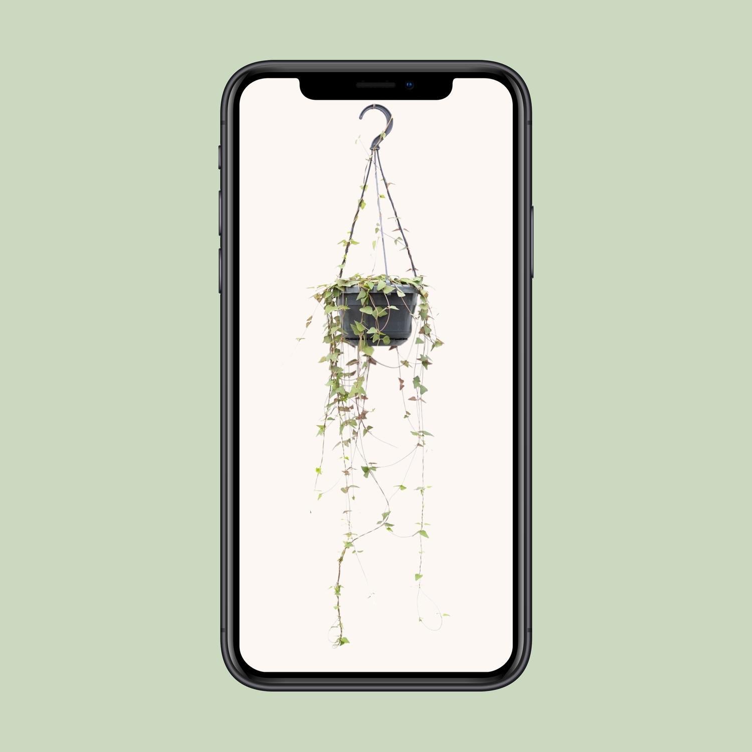 Ceropegia Linearis Remy - Ø14cm - ↕38cm