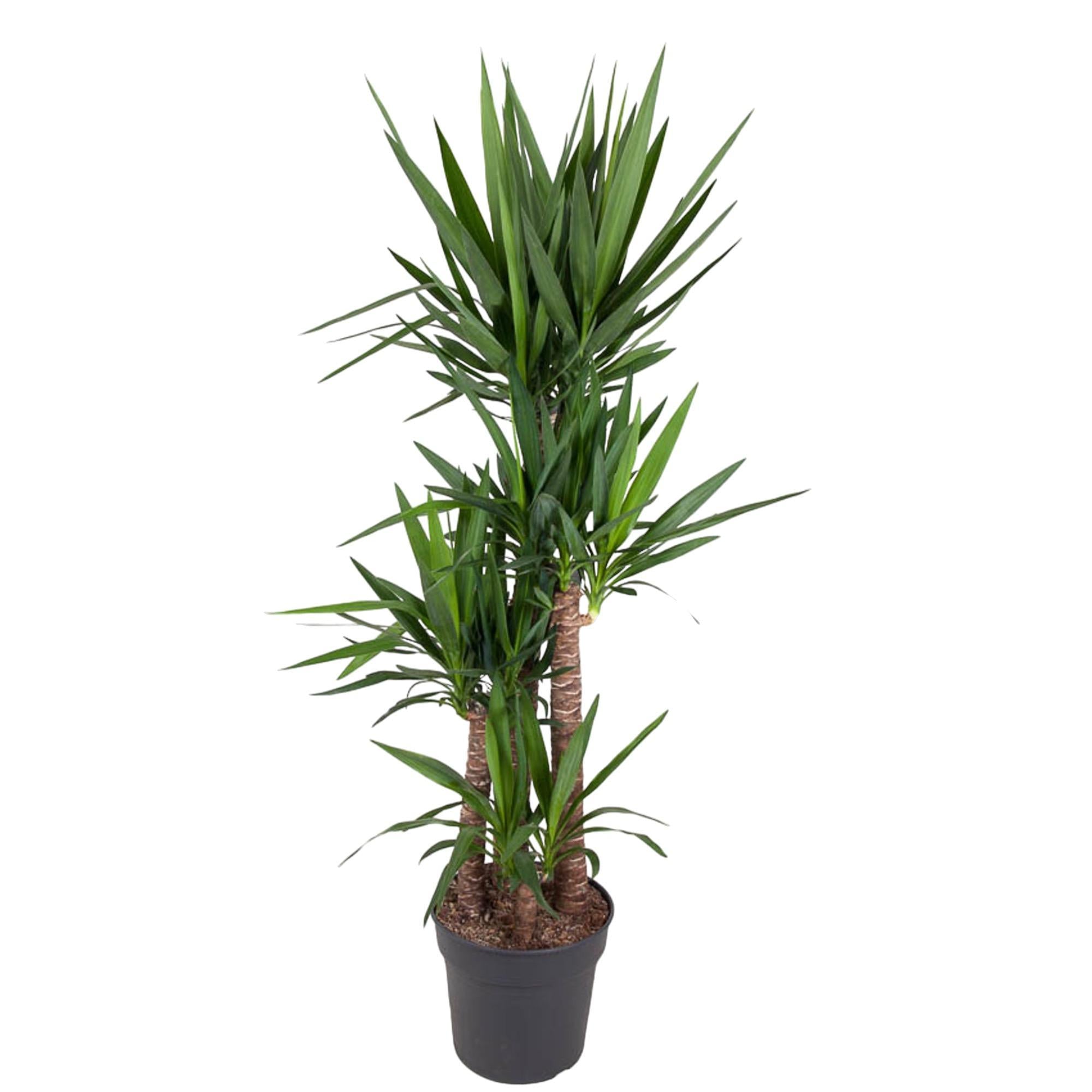 Yucca Olifantspoot - 180 cm - ø34