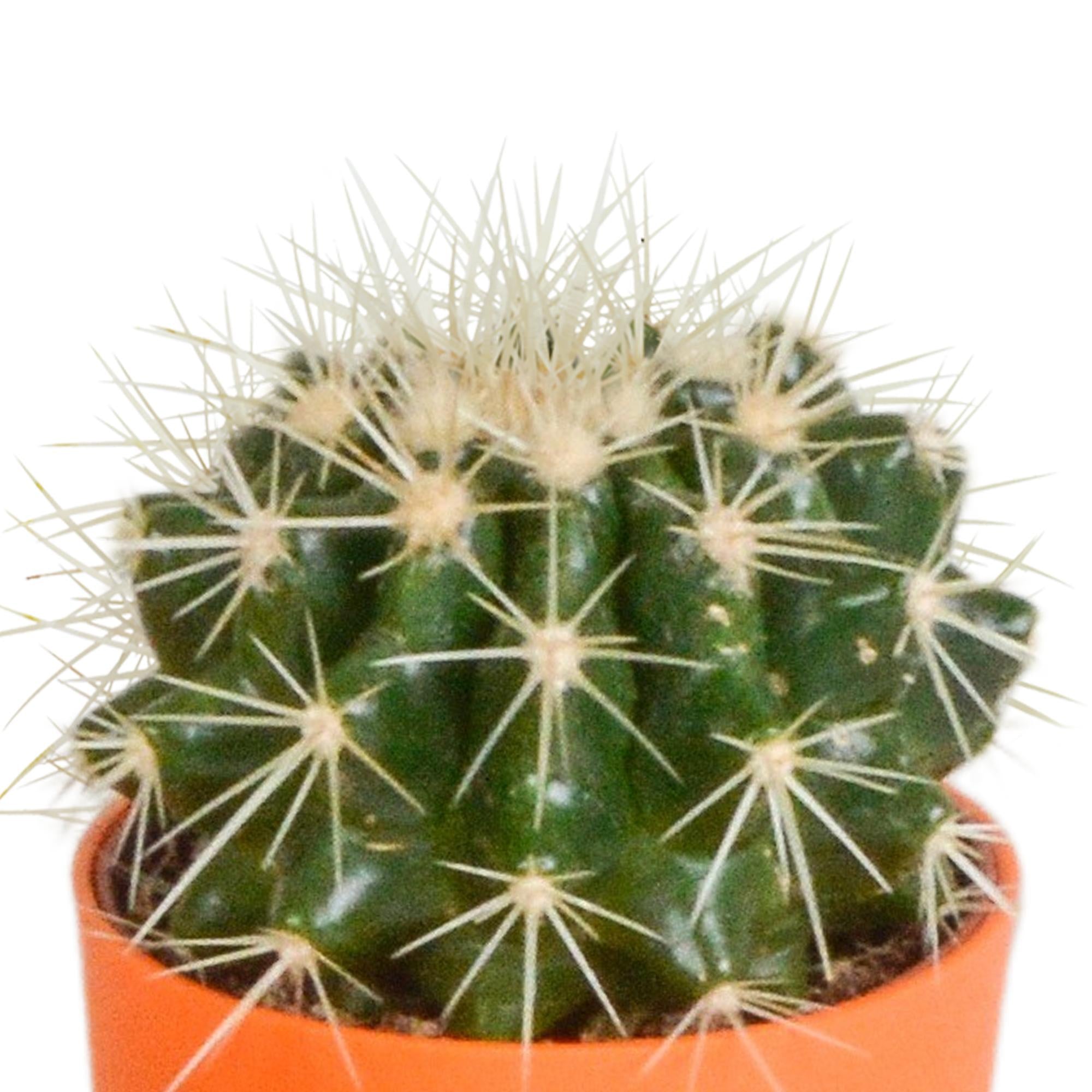 Cactusmix 5,5 cm - 5x - in kunststof pot