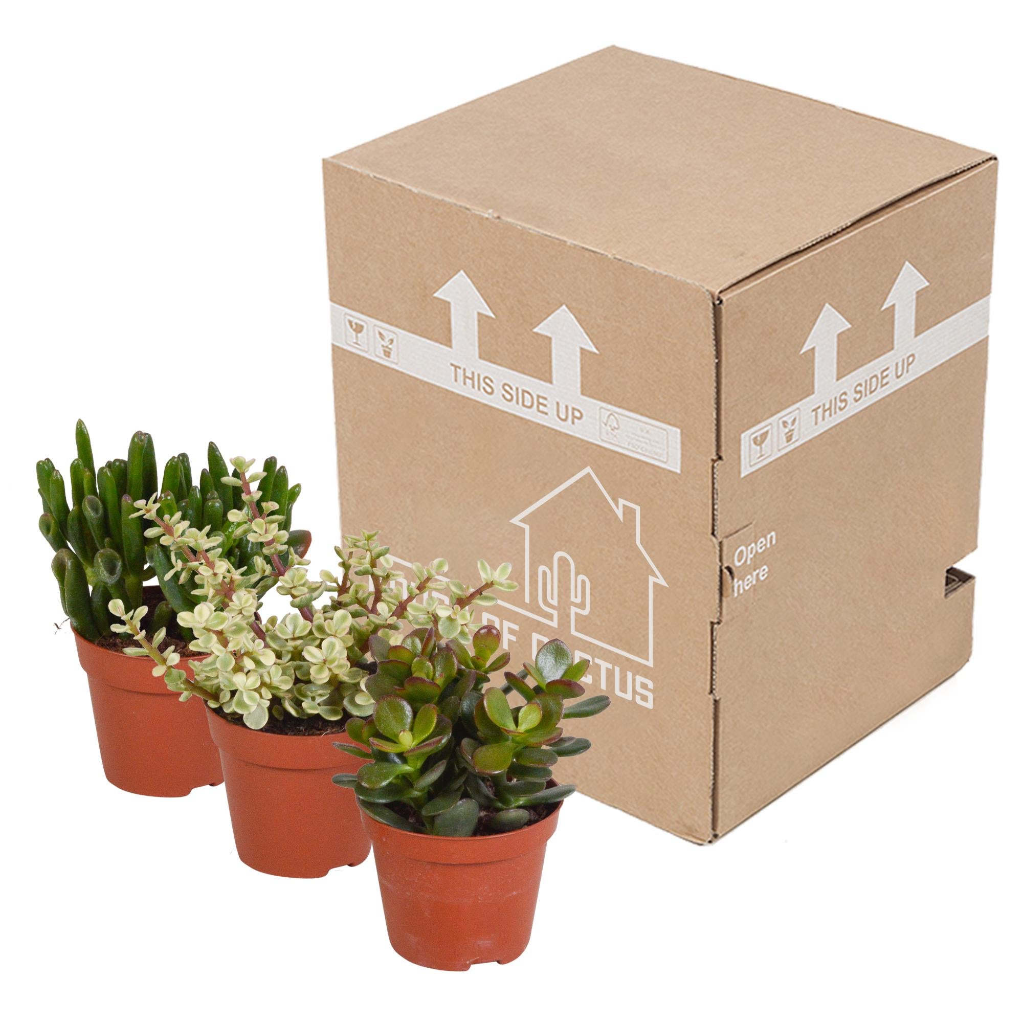 Crassula mix 8,5 cm - 3x - zonder pot