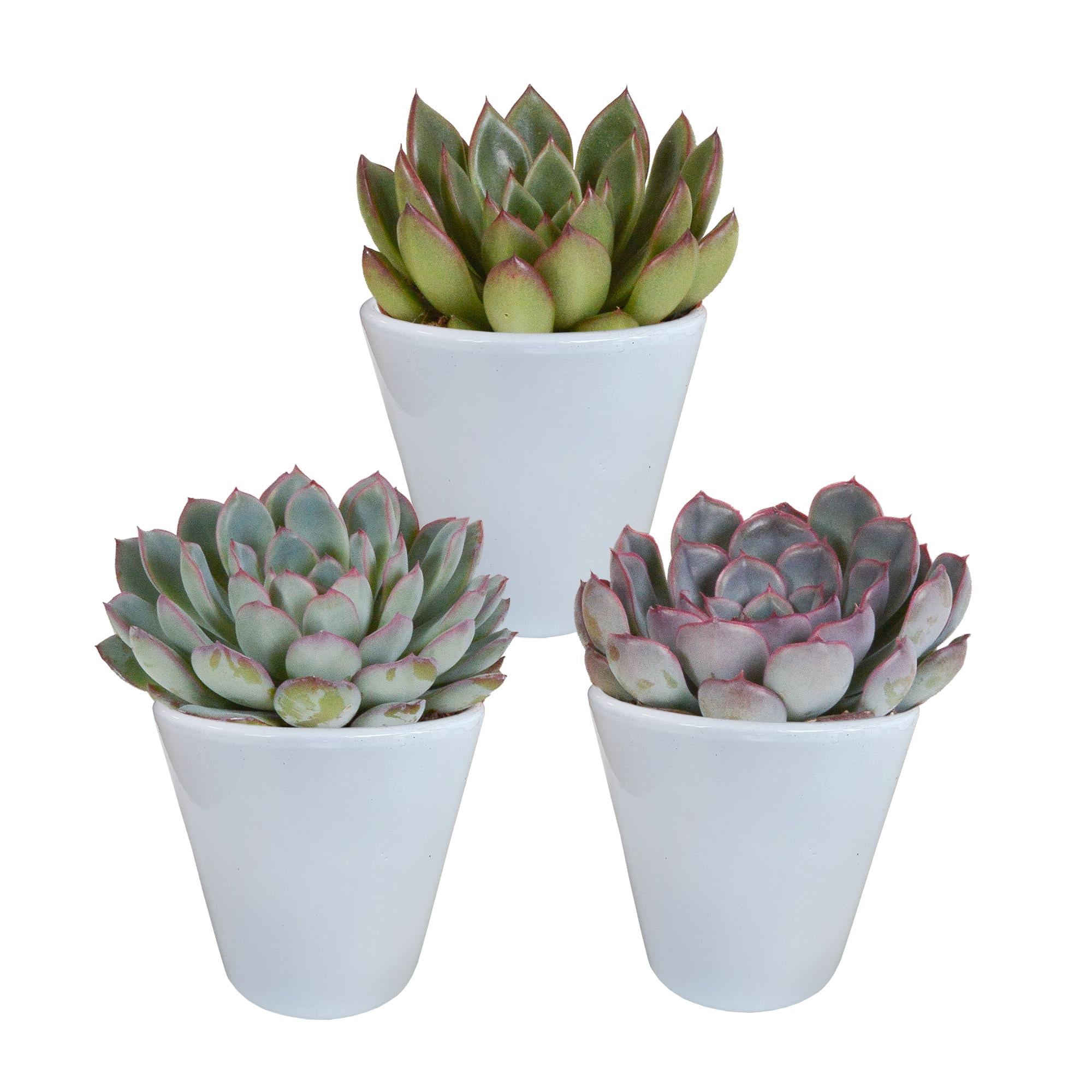 Echeveria mix 8,5 cm - 3x - in witte pot