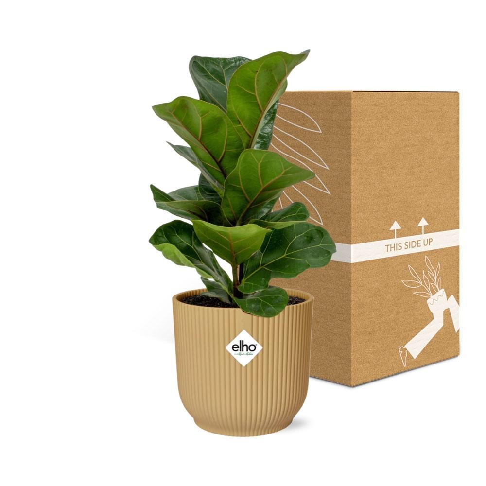Ficus Lyrata 'Bambino' in ELHO Vibes Fold 14cm geel