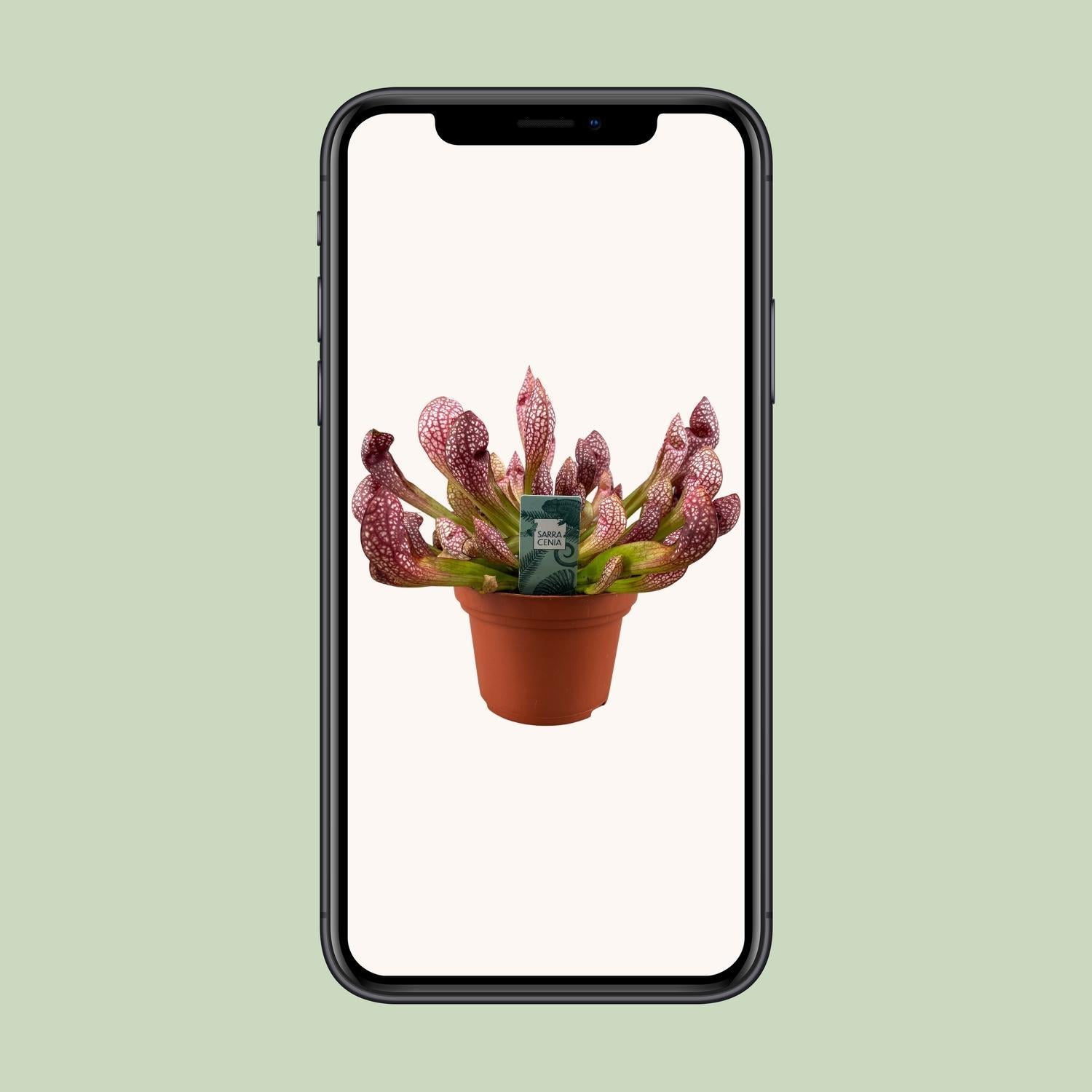 Sarracenia Scharlaken Belle - Ø12cm - ↕40cm