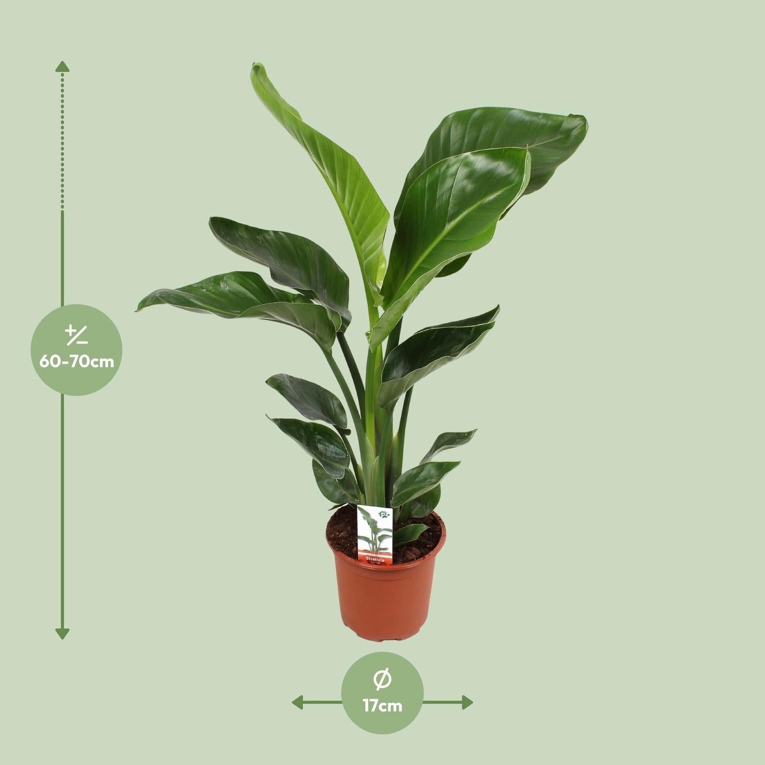 Strelitzia Nicolai 17 cm - Ø17cm - ↕70cm