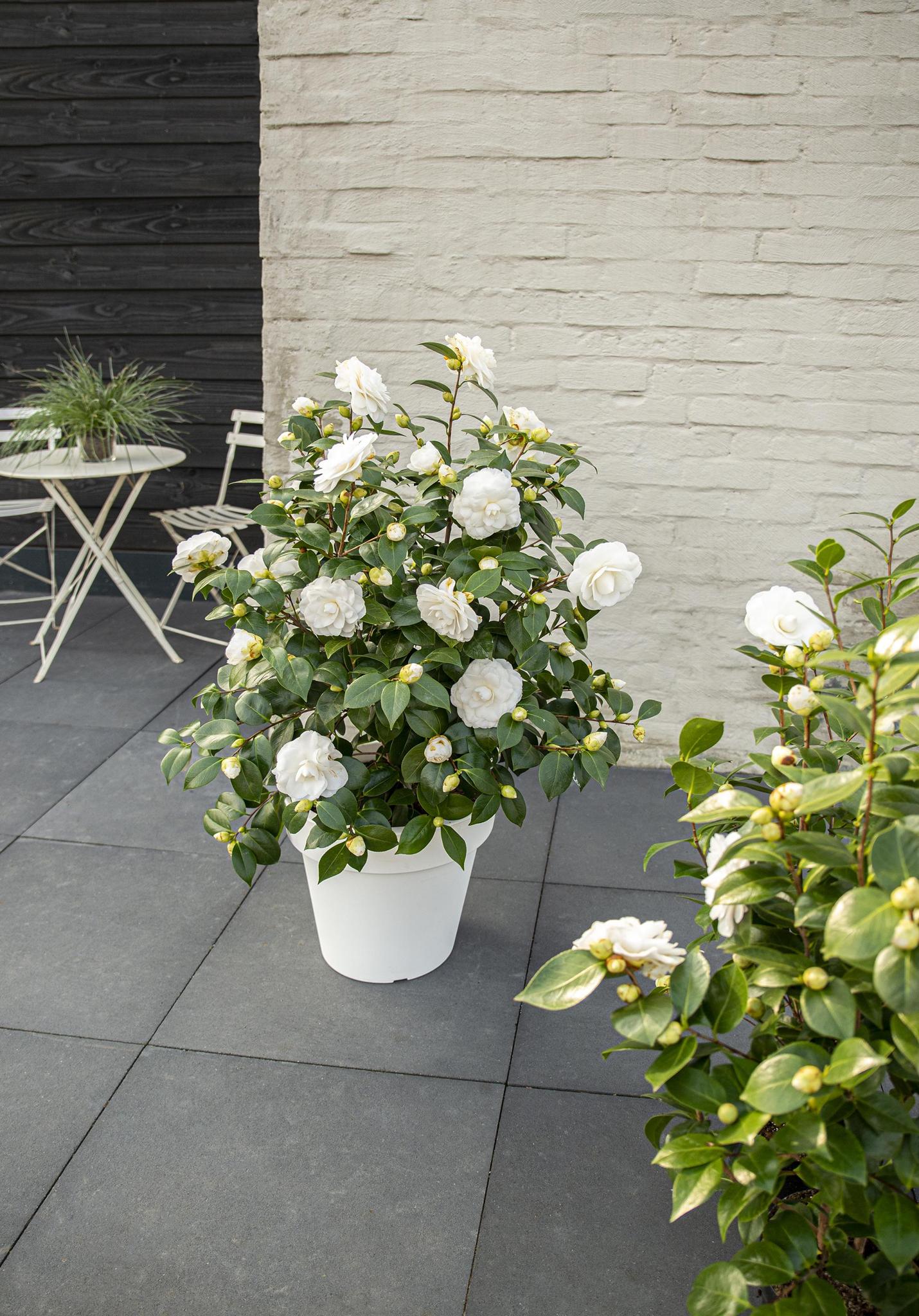 Camellia jap. 'Nuccio's Gem' - ?65cm - Ø19cm