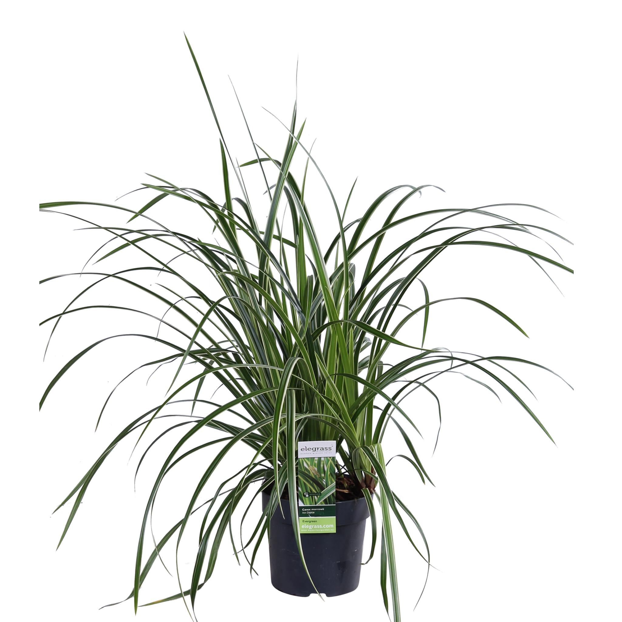 3x - Carex morrowii 'Ice Dance' - ?30cm - Ø14