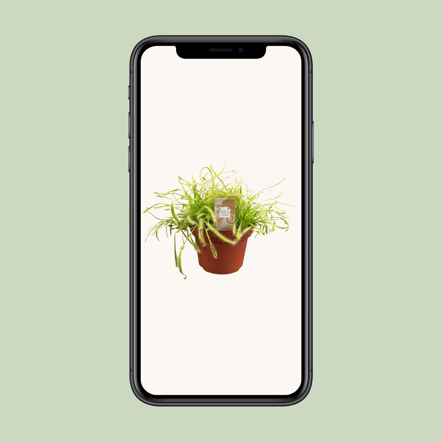 Drosera Capensis - Ø12cm - ↕17cm