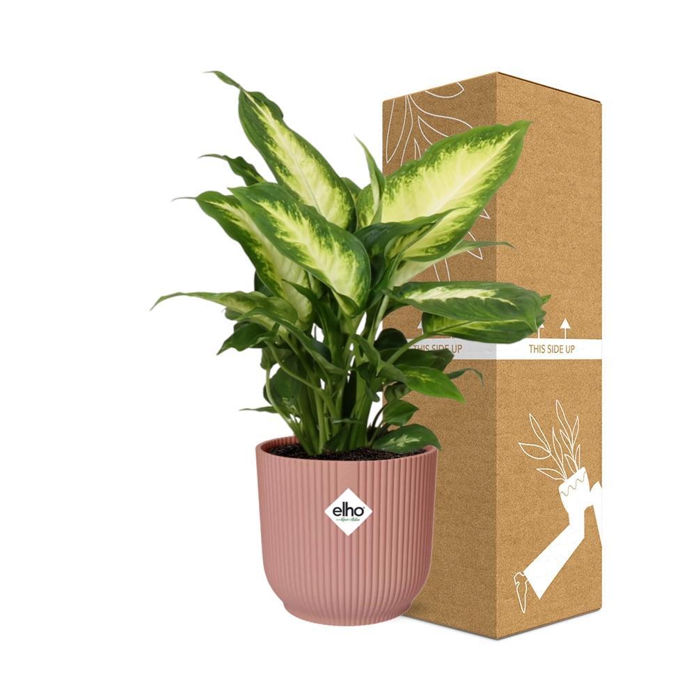 Dieffenbachia 'Camilla' in ELHO Vibes Fold 14cm roze