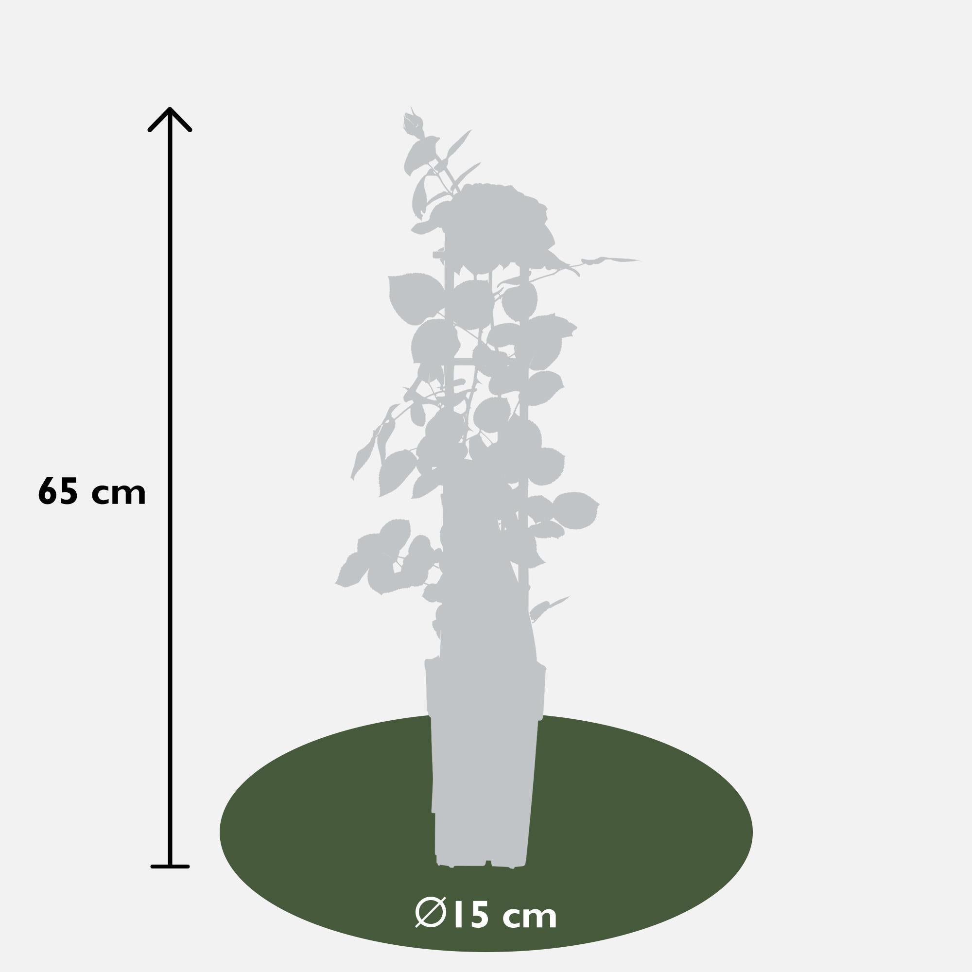 Rosa Crazy in love 'Pink' - Roze Roos