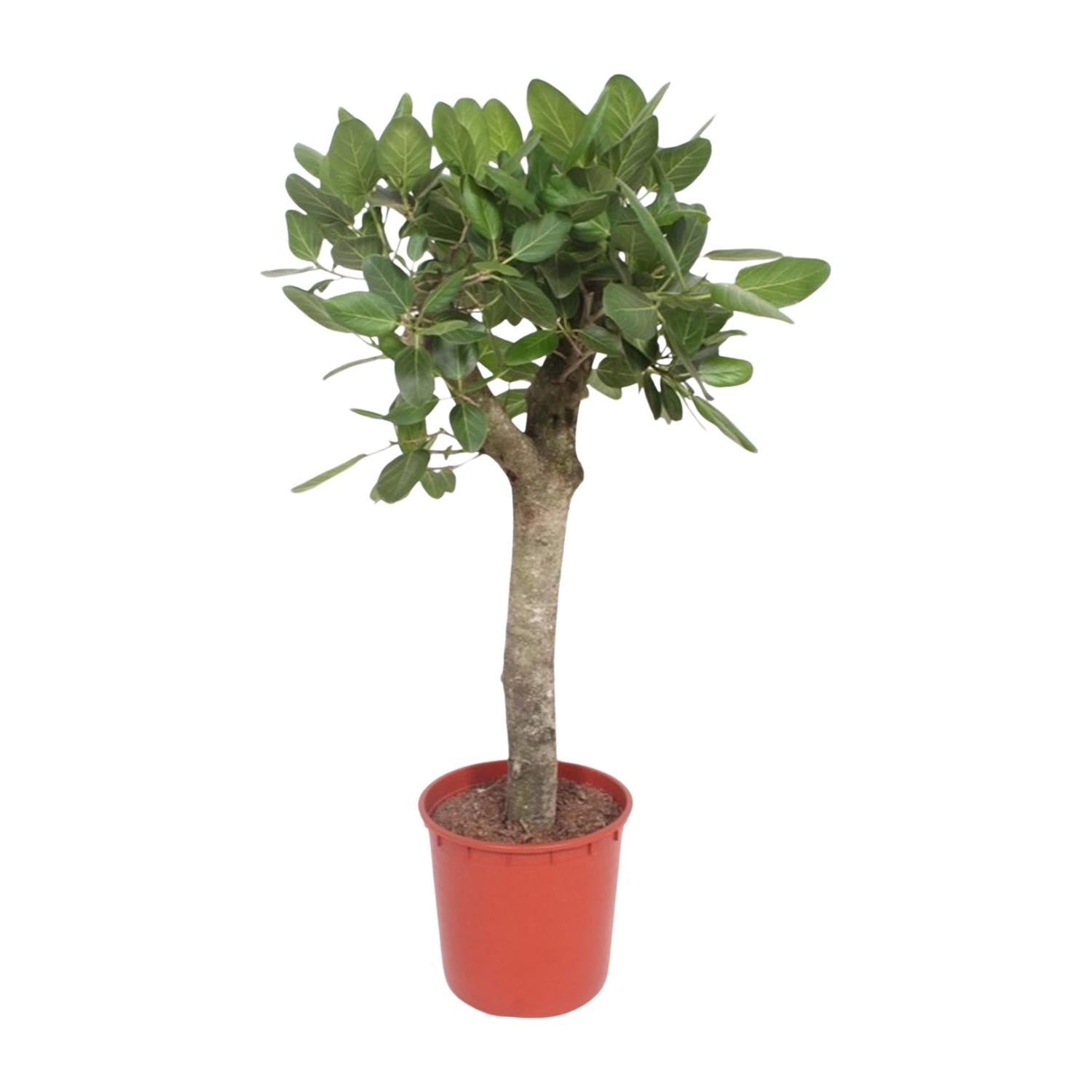 Ficus Benghalensis-Ausleger - 150 cm - ø34