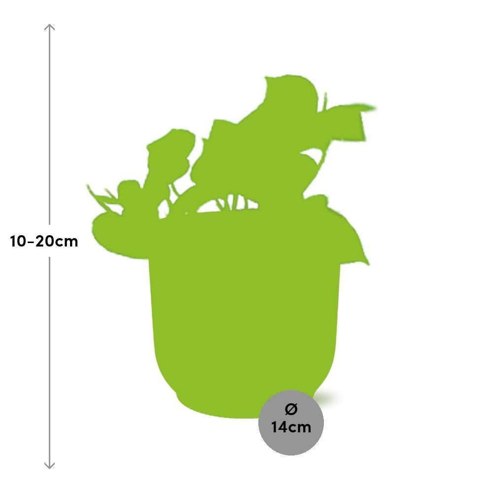 Epipremnum Pinnatum 'Aureum' in ELHO Vibes Fold 14cm roze