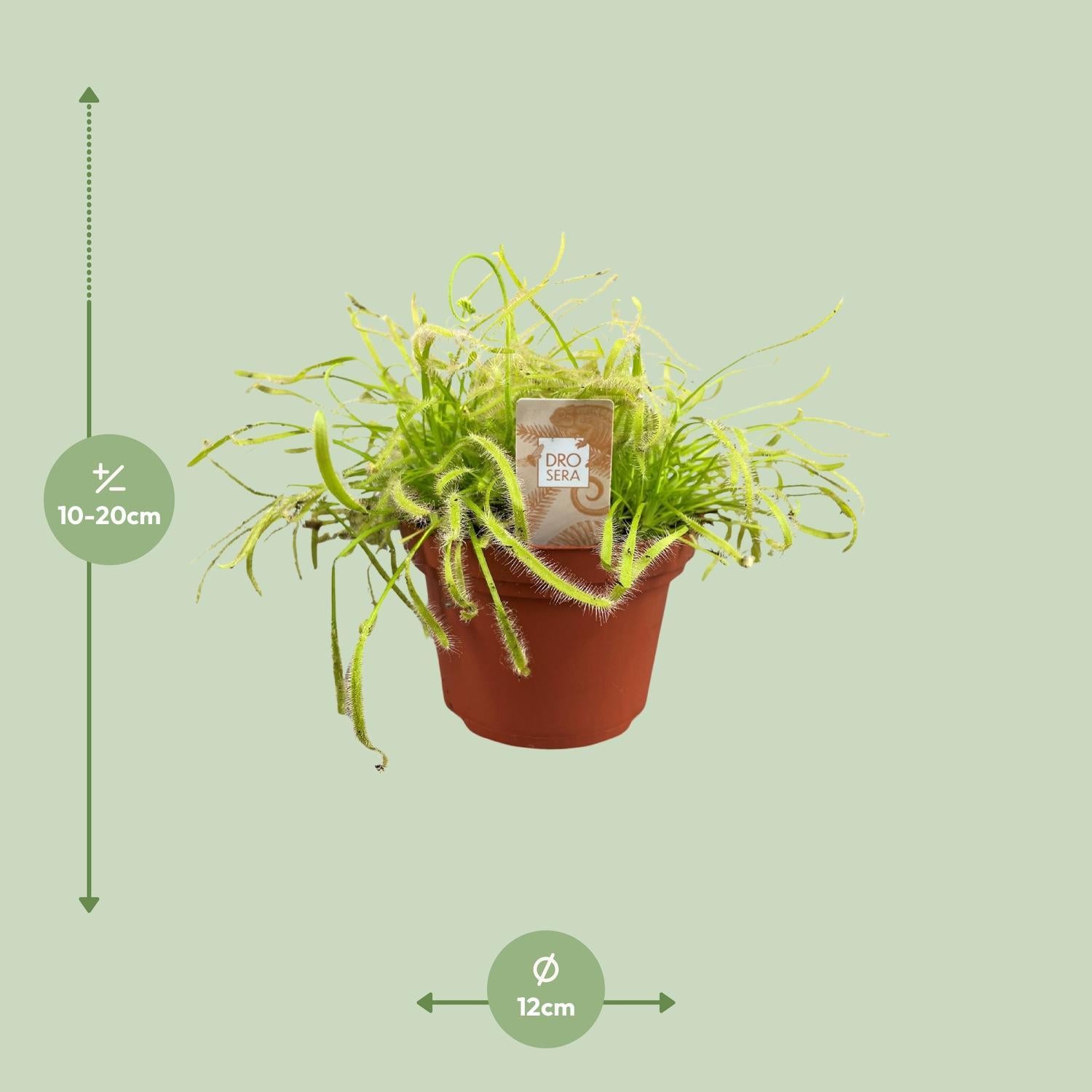 Drosera Capensis - Ø12cm - ↕17cm