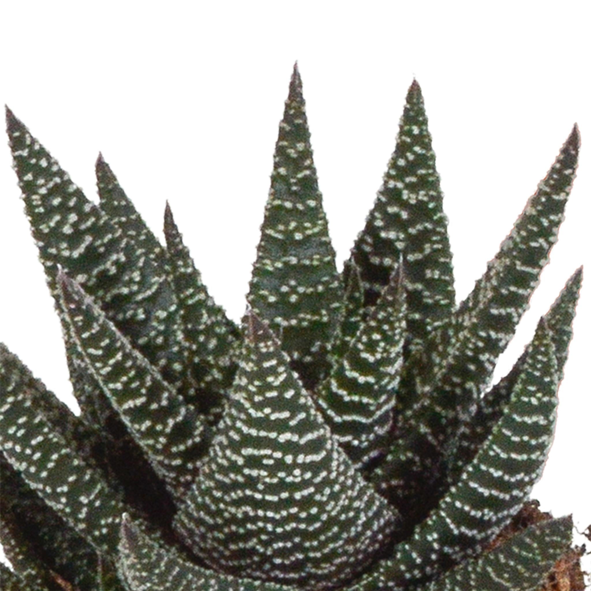 Gasteria/Haworthia mix 8,5cm - 3x - in witte pot