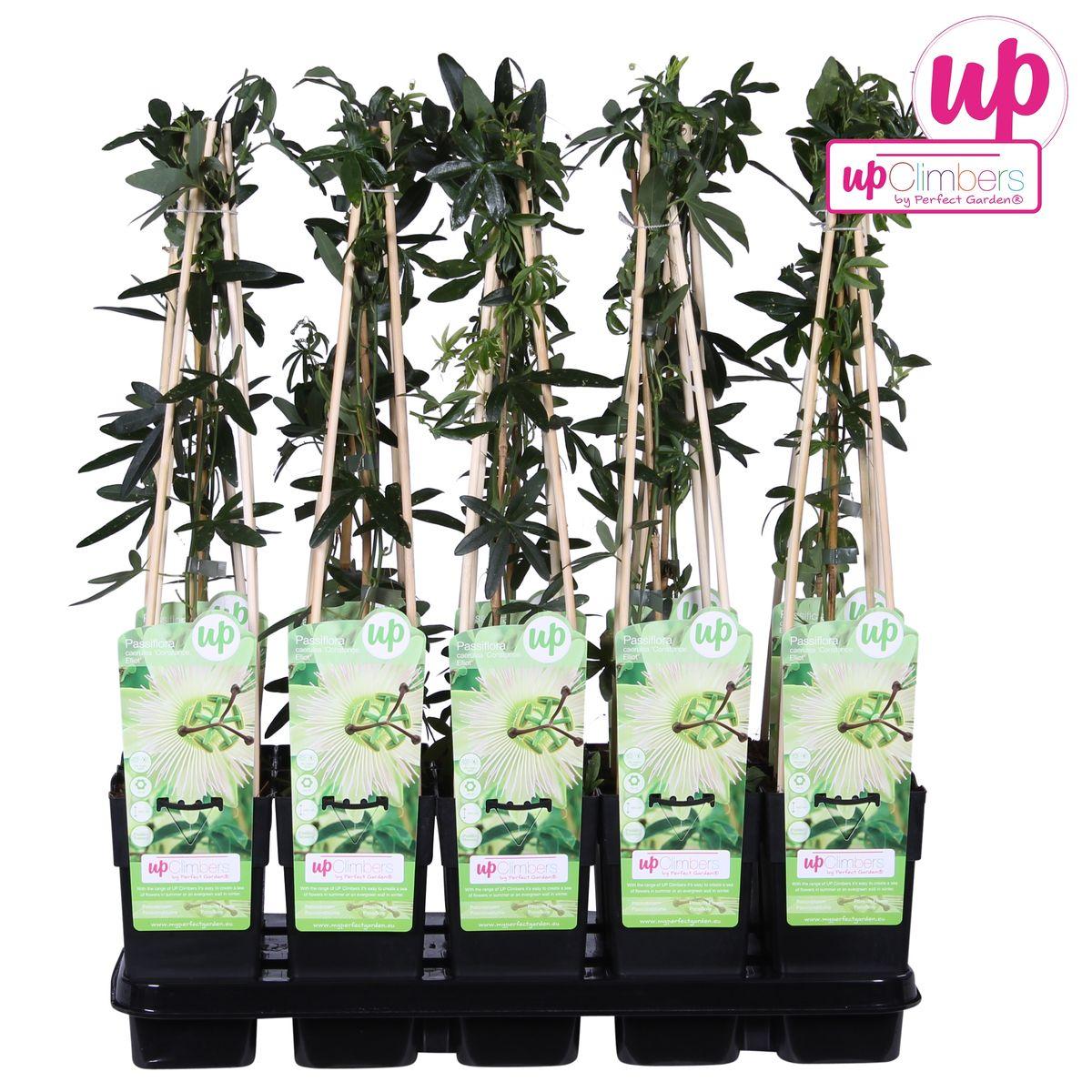 Passiflora caerulea 'Constance Elliot' - Passiebloem Wit