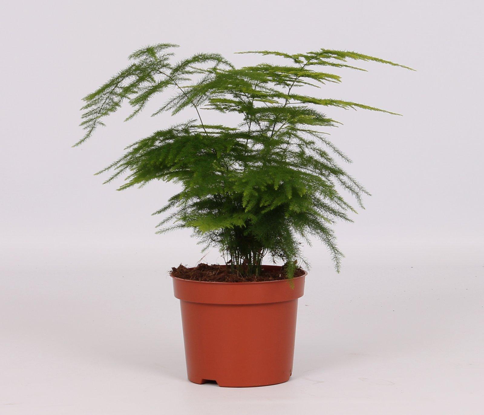 Asperges Setaceus Ø12 ↕28