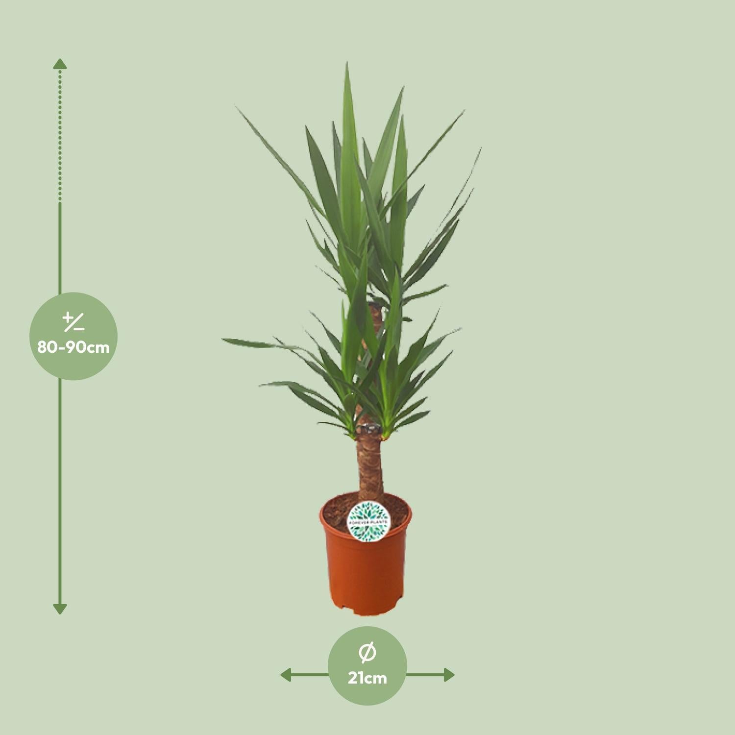 Yucca-Ø21cm - ↕90cm