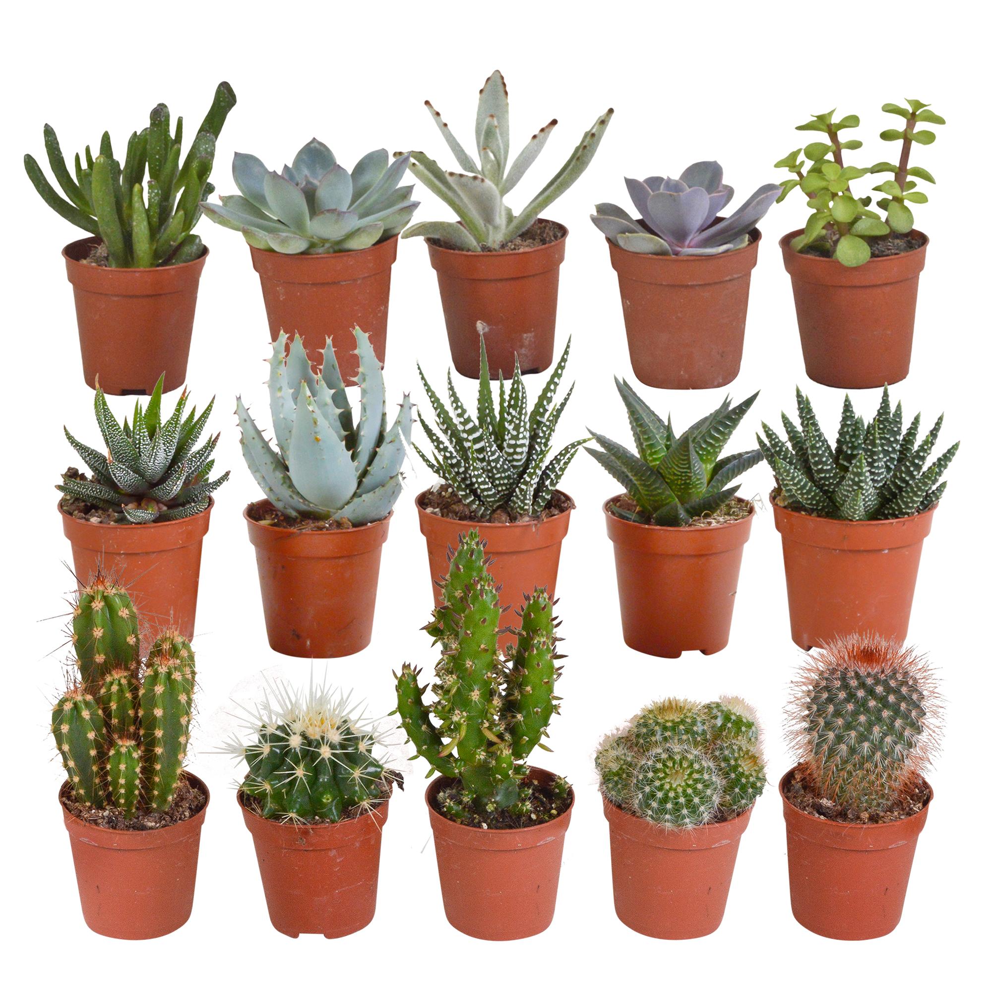 Cactus en vetplantenmix 5,5 cm | 15 stuks - zonder pot
