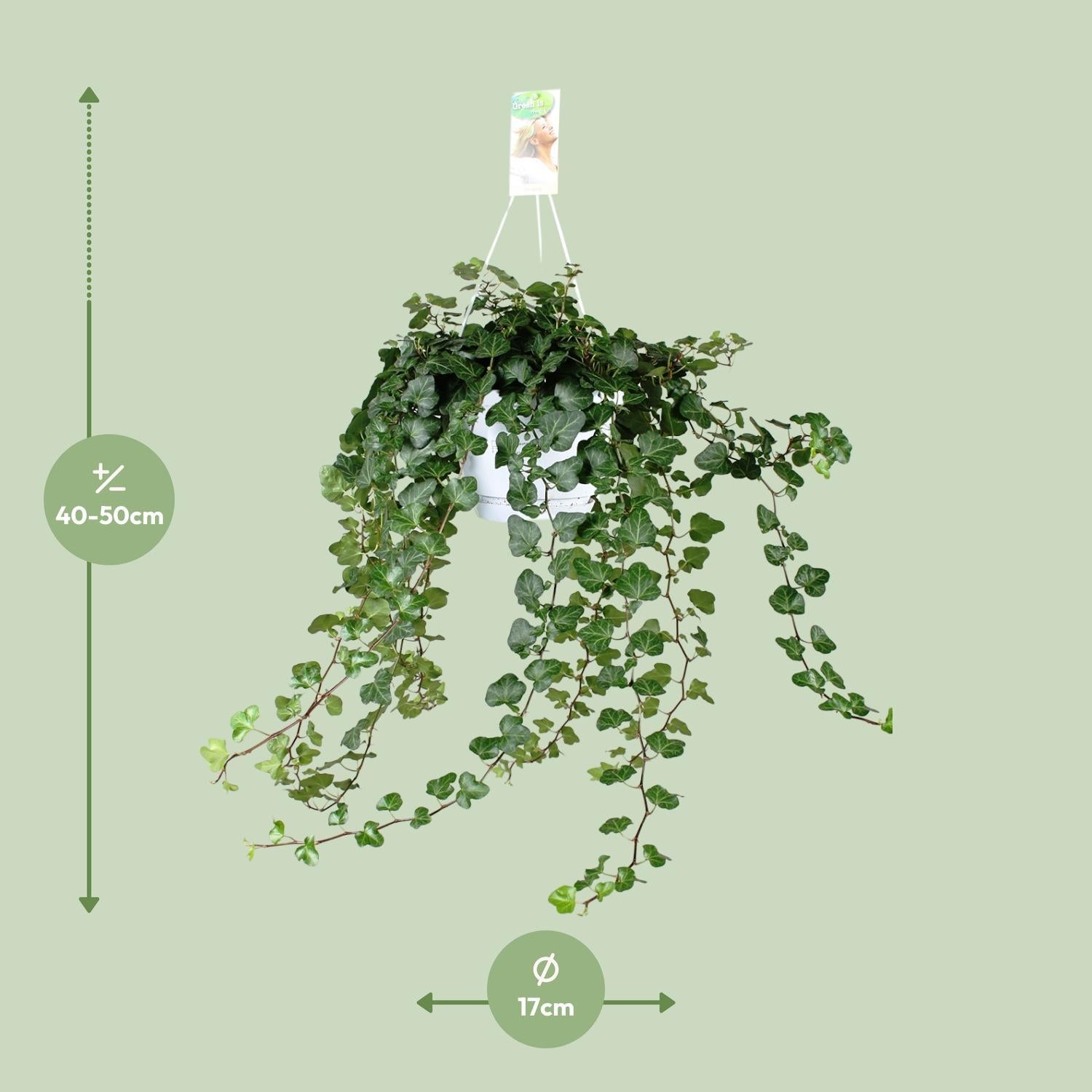 Hedera Helix Wonder - Ø17 - ?70cm