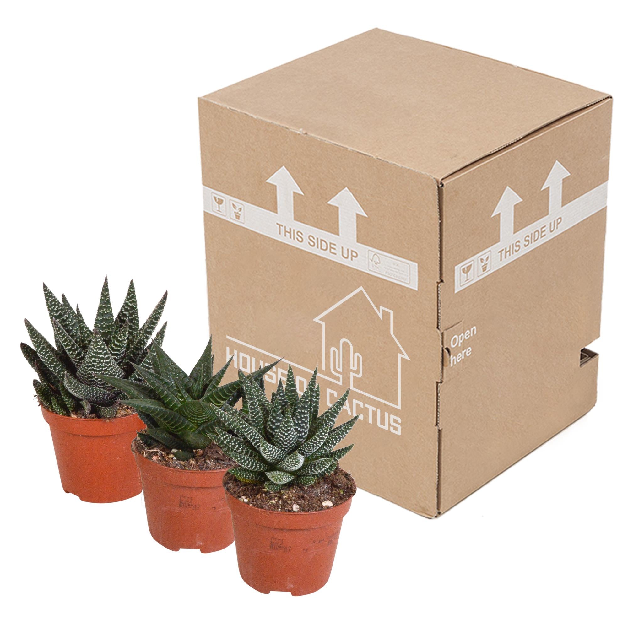 Gasteria/Haworthia mix 8,5cm - 3x - zonder pot