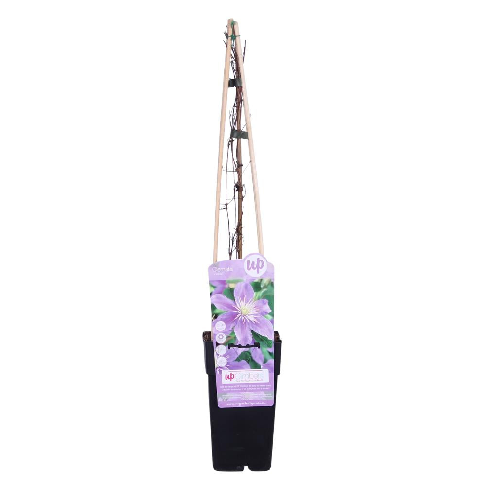Clematis Justa - ?65cm - Ø15