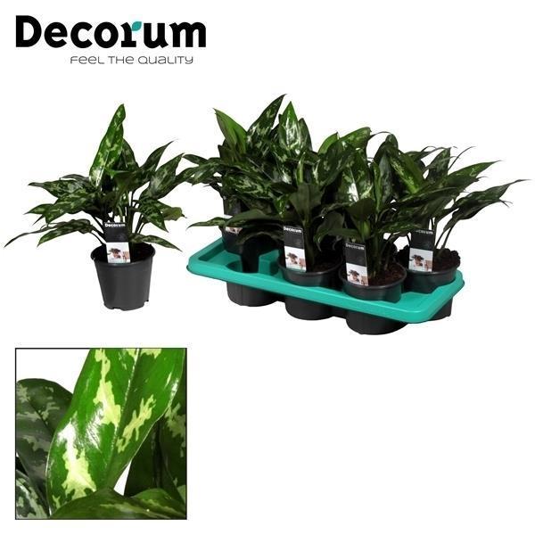 Aglaonema Maria - Ø14cm - ↕40cm