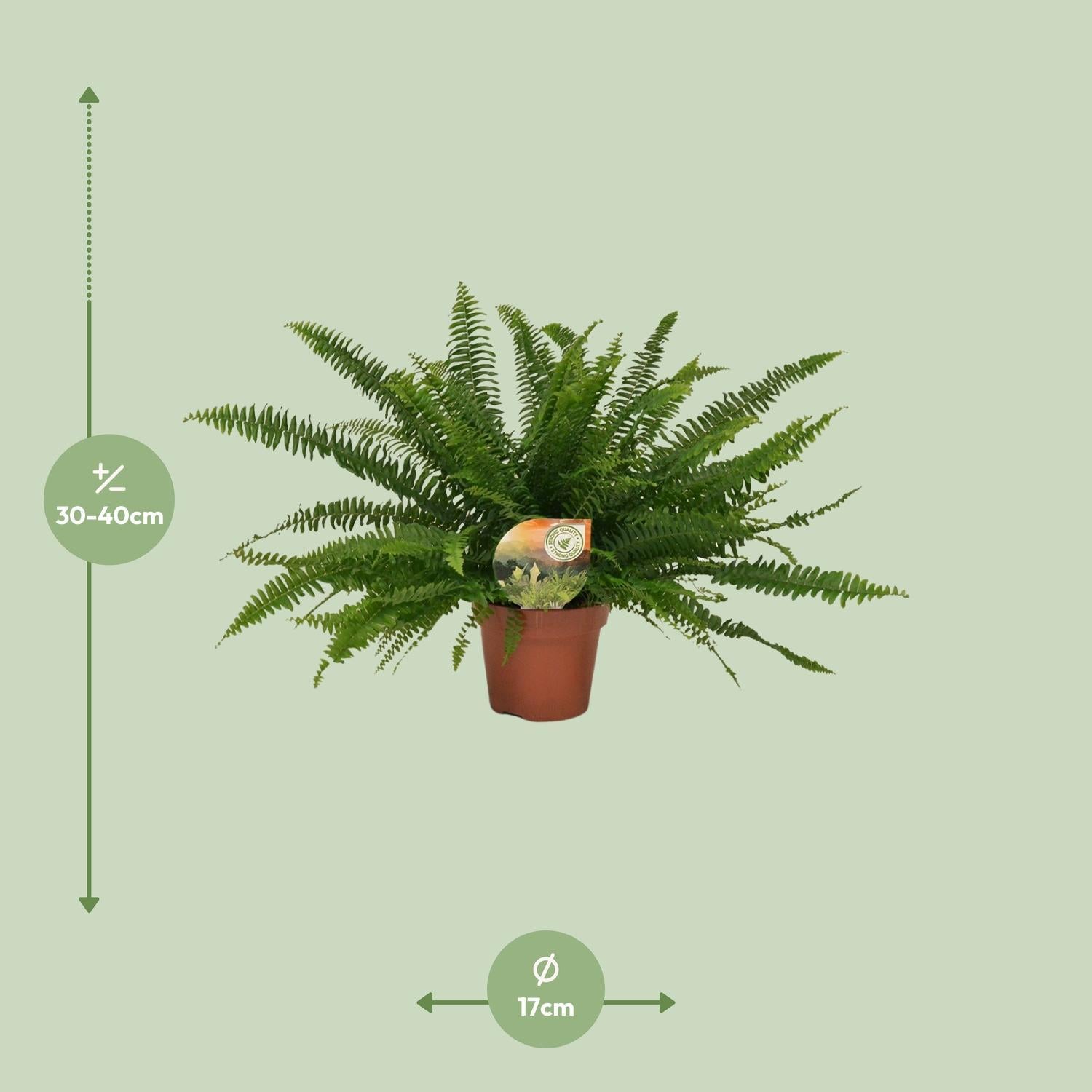 Nephrolepis Grüne Dame - Ø17cm - ↕40cm