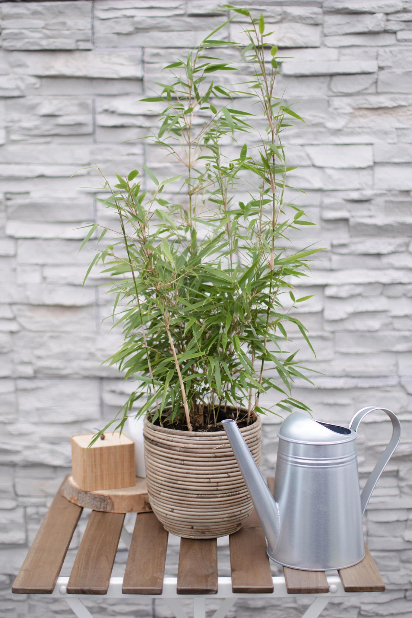 Fargesia rufa - Niet woekerende bamboe - Ø19 - ?60cm