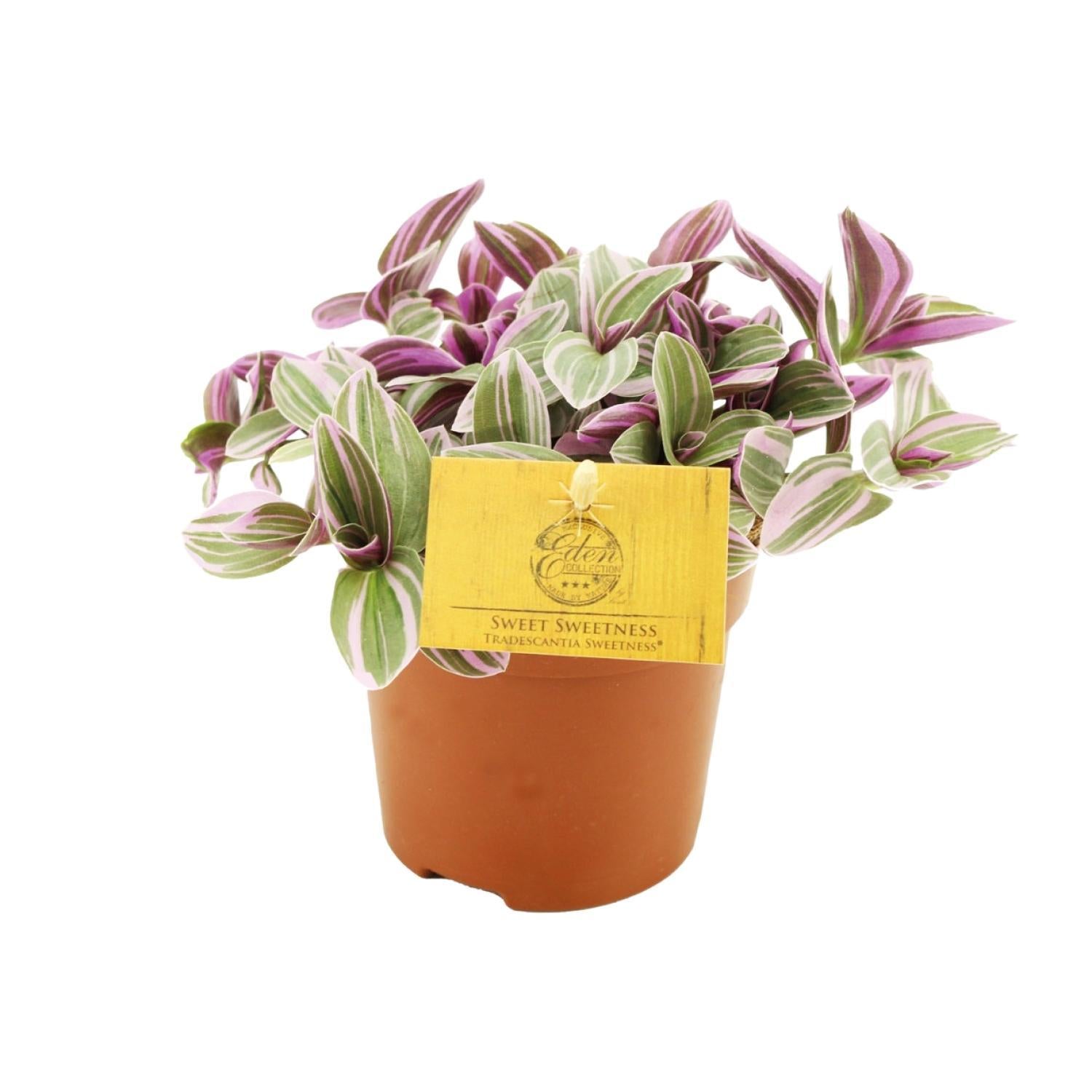 Tradescantia Zoetheid 10,5cm - Ø10,5cm - ↕cm