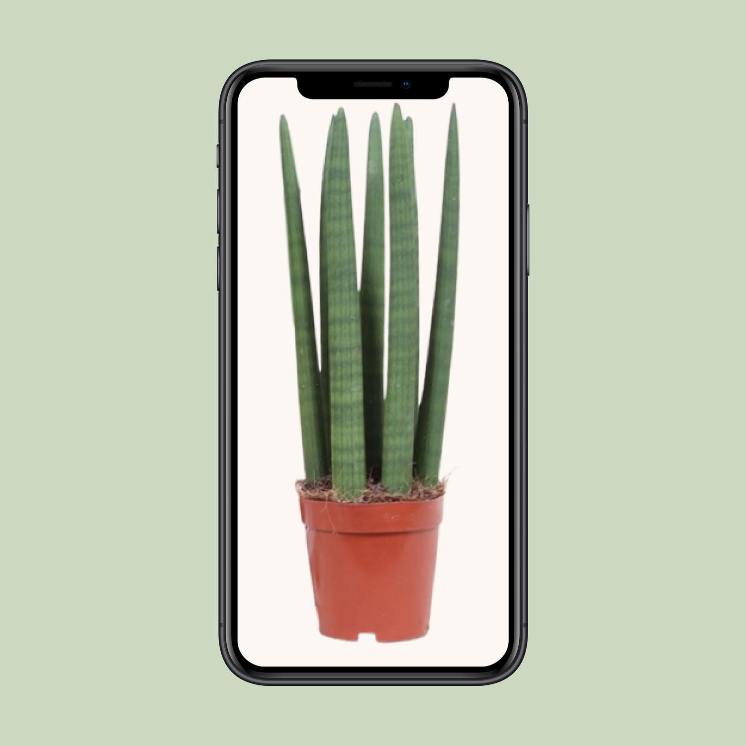 Sansevieria Recht - Ø12cm - ↕40cm