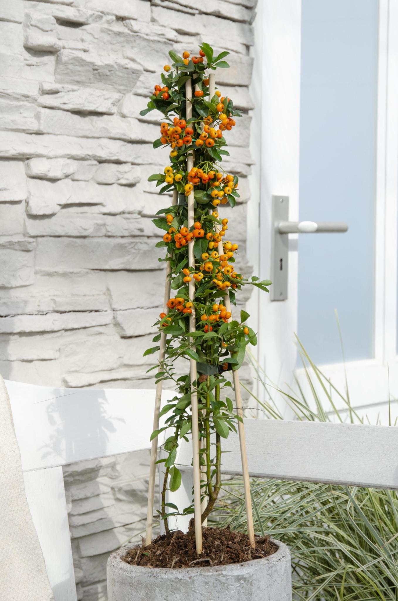 Feuerdorn 'Orange Glow' - ?65cm - Ø15