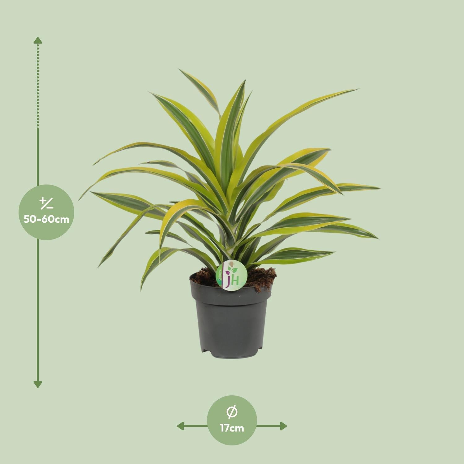 Dracaena Fragrans Lemon Lime Ø17cm - ↕40cm