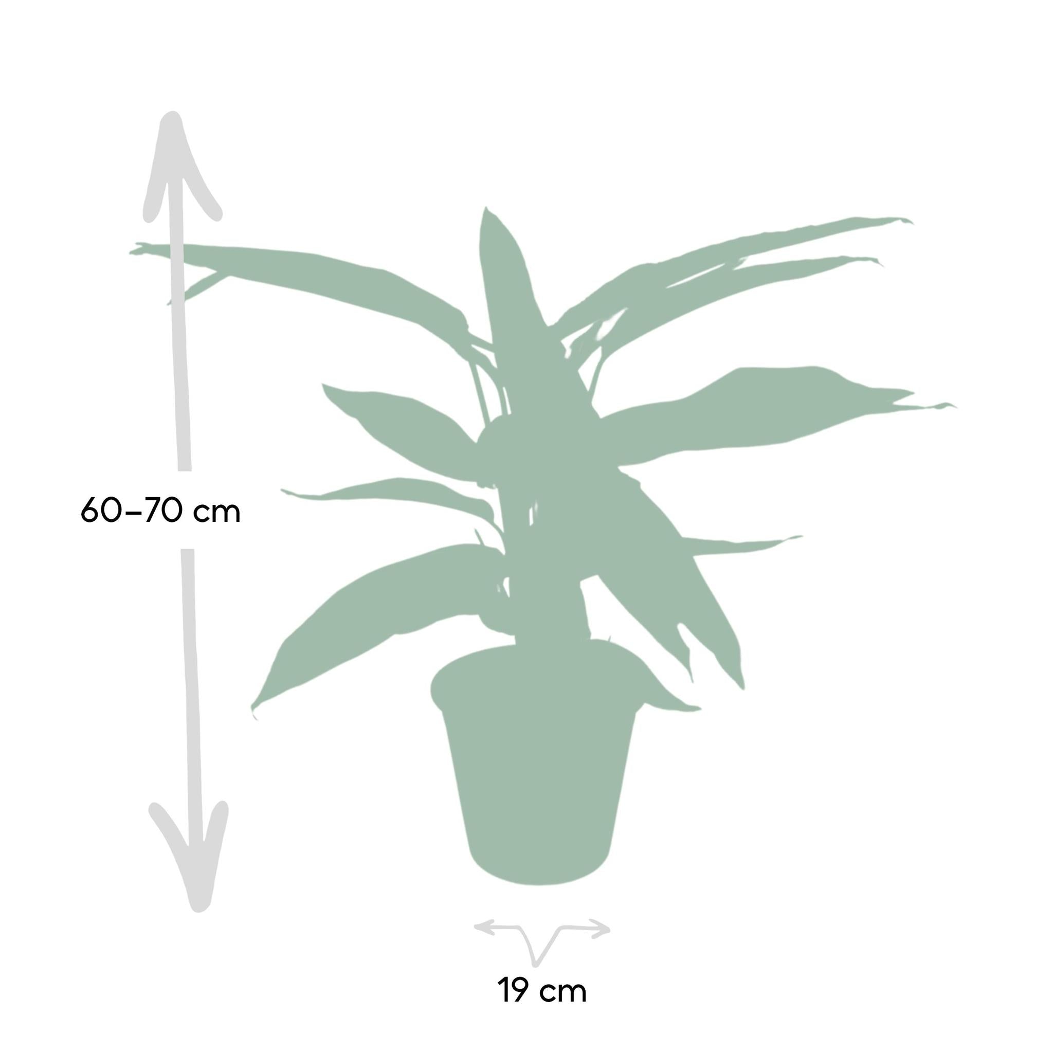 Calathea Triostar - Pauwenplant - 70cm - Ø19